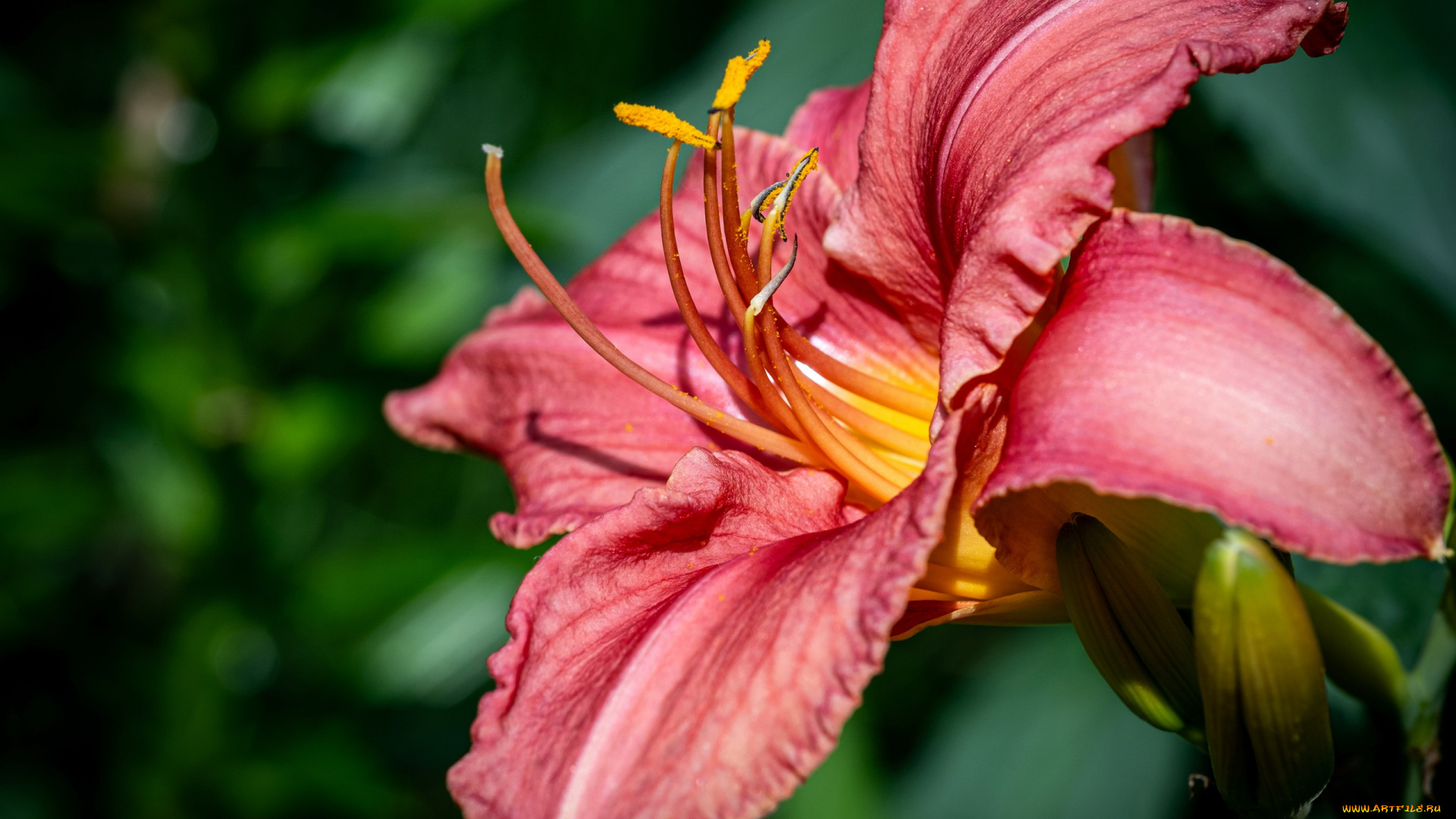 цветы, лилии, , лилейники, лилейник