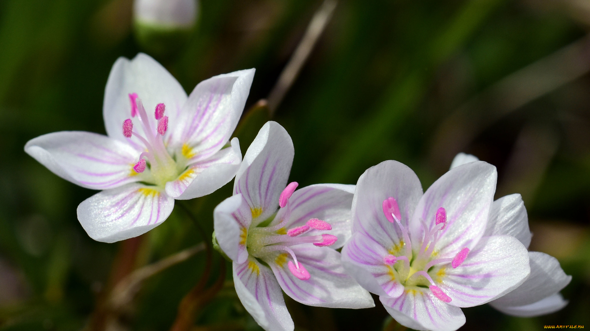 цветы, луговые, , полевые, , цветы