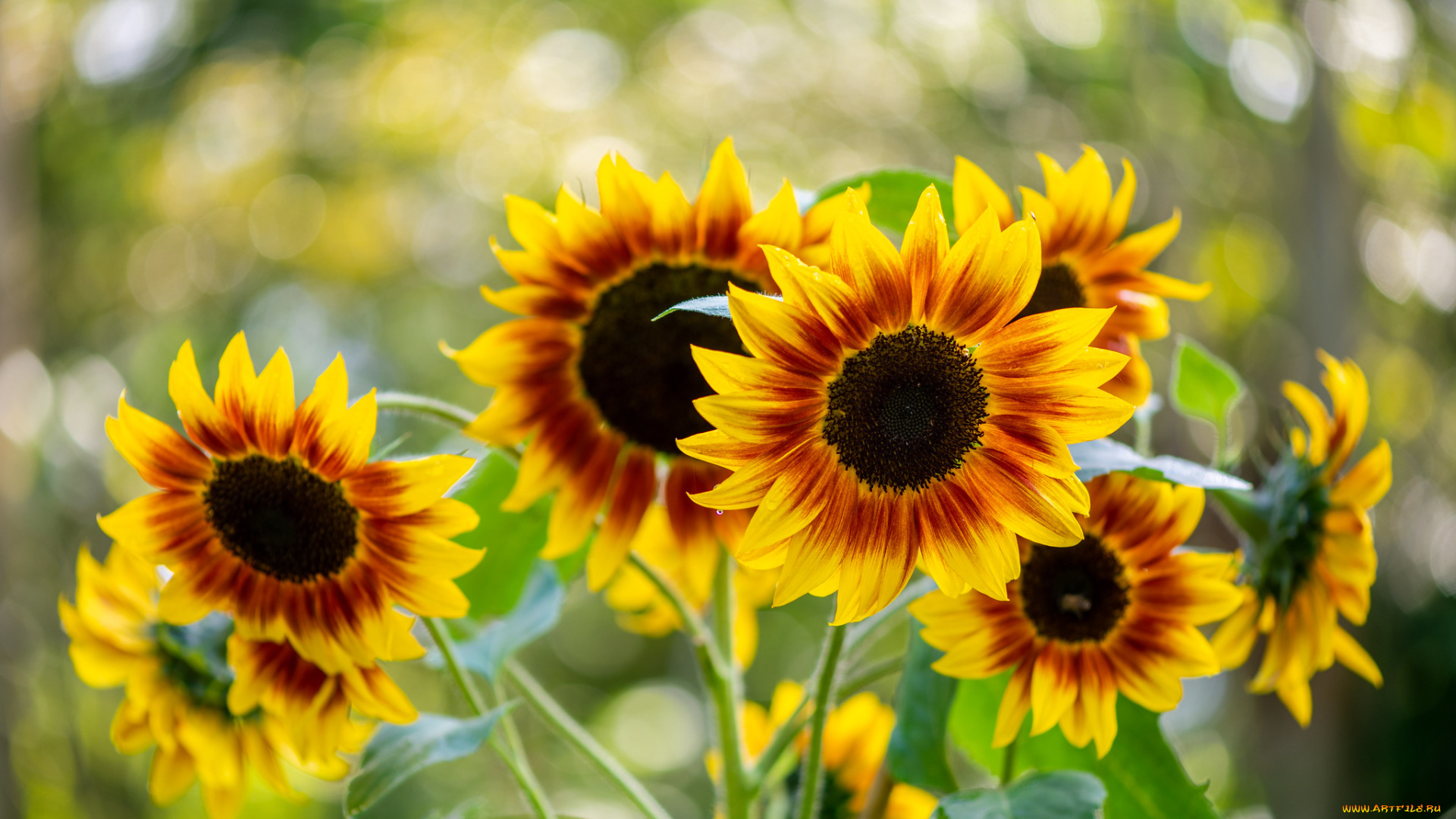 цветы, подсолнухи