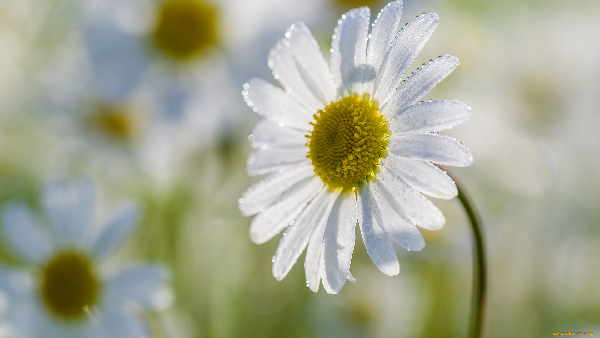 цветы, ромашки, ромашка