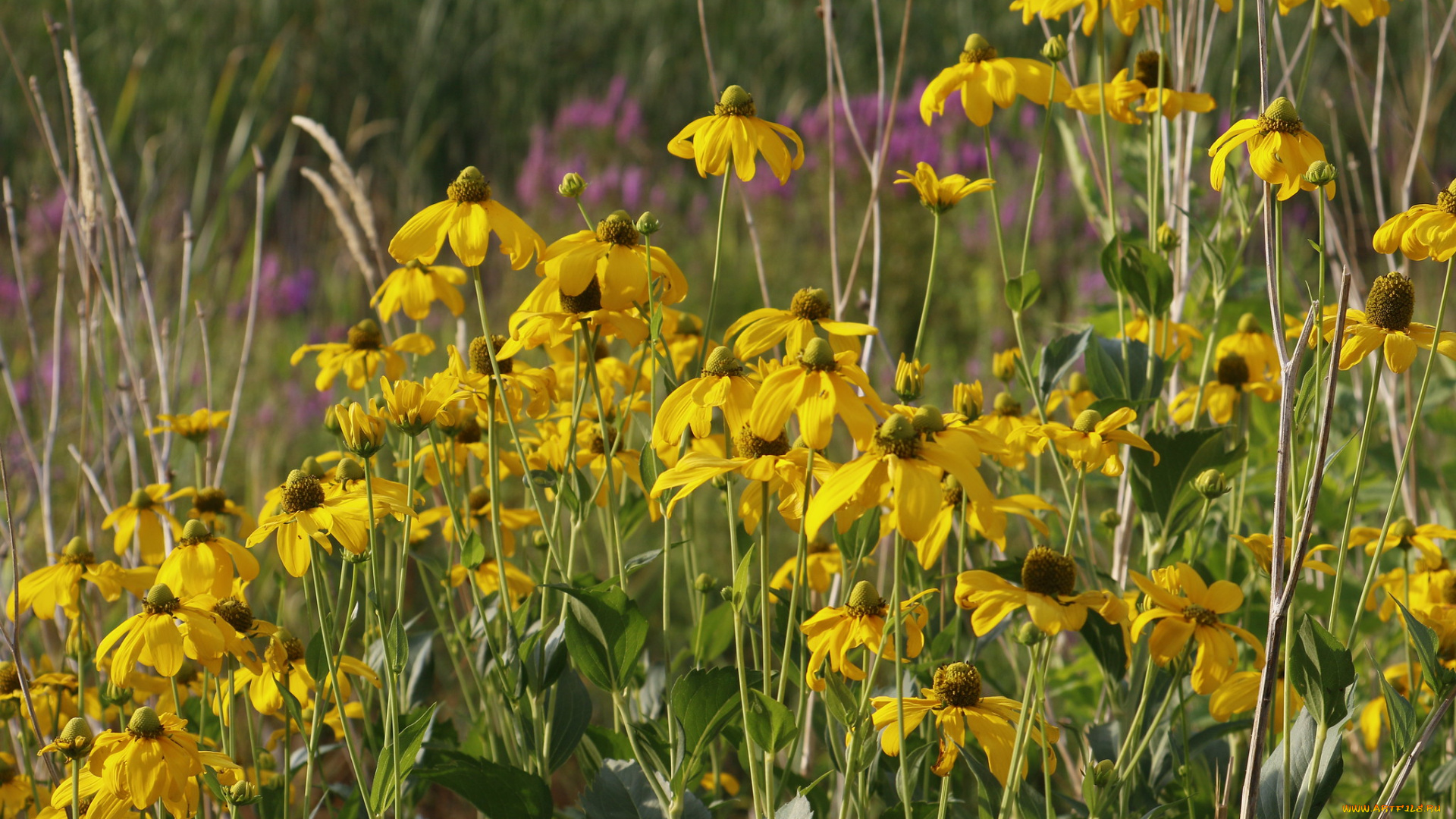 цветы, рудбекия, лето