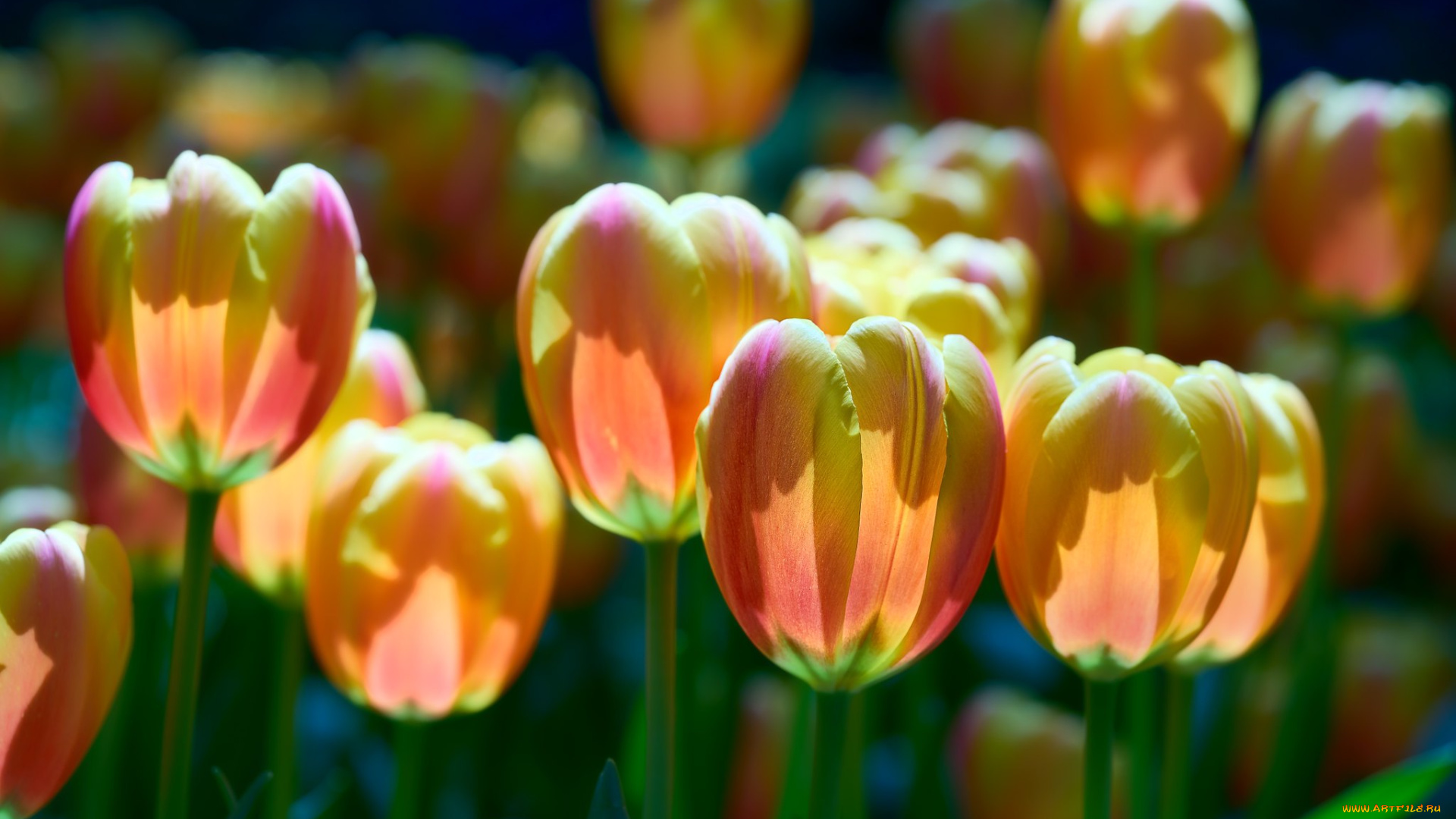 цветы, тюльпаны