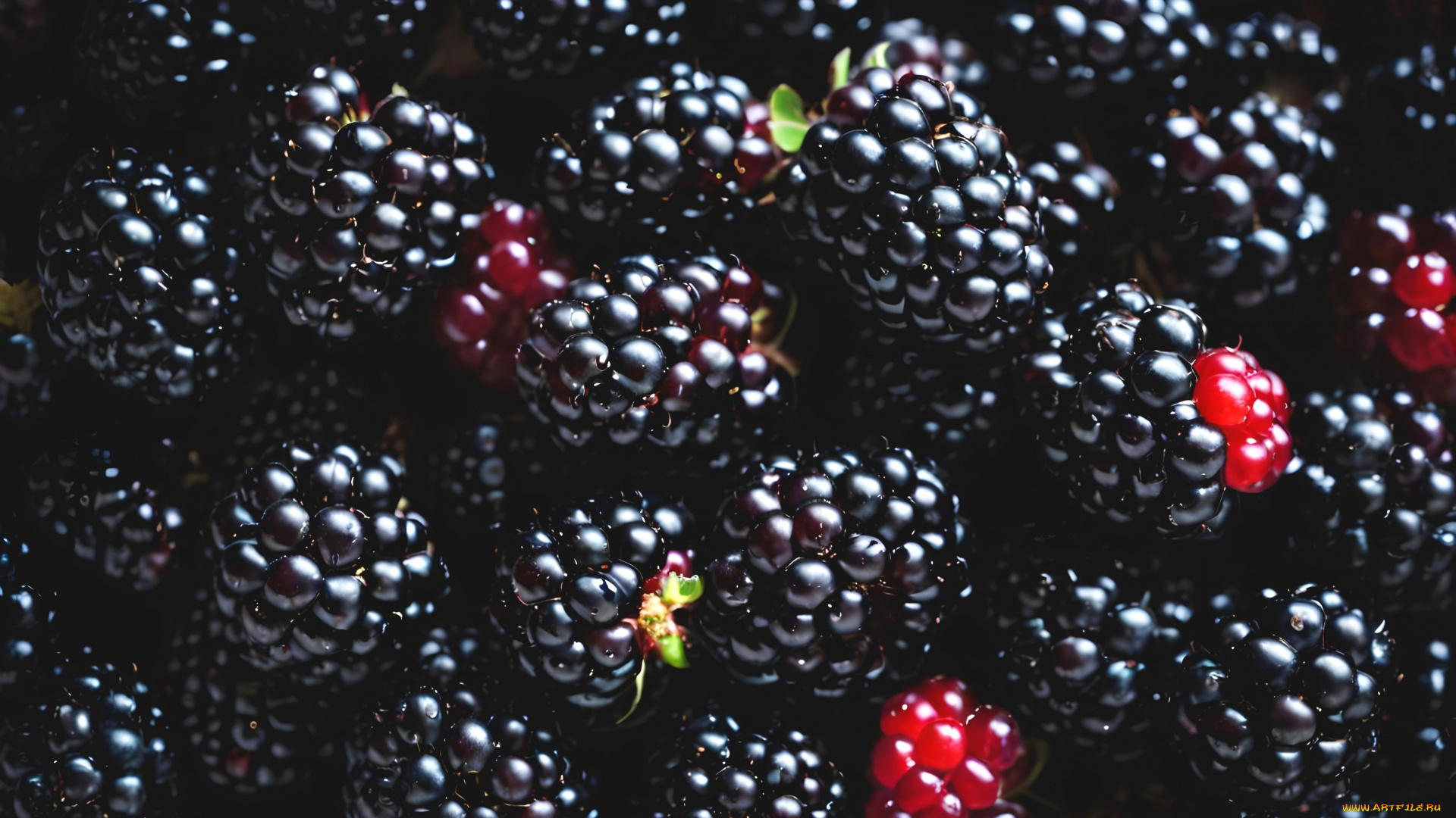 еда, ежевика, ягоды, макро