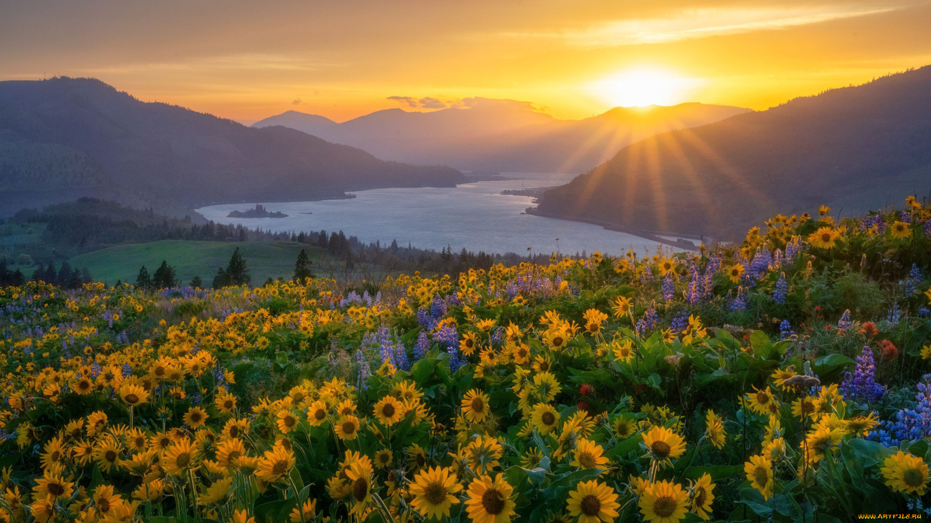 природа, восходы, закаты, ущелье, реки, колумбия, река, подсолнухи