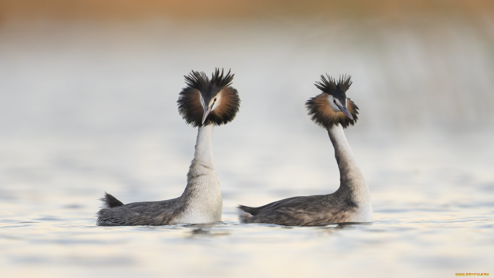 животные, чомги, , поганки, чомги