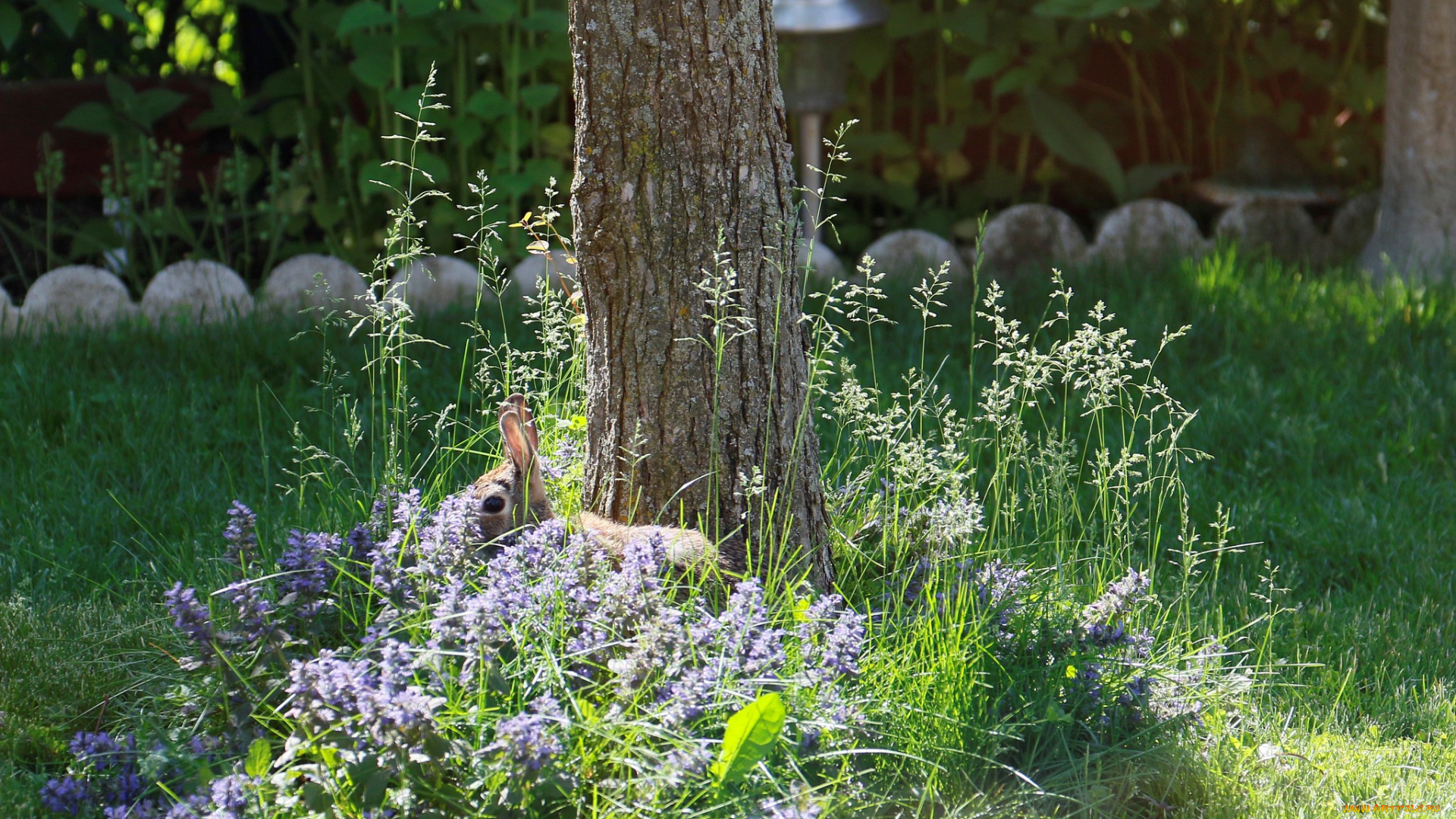 животные, кролики, , зайцы, заяц