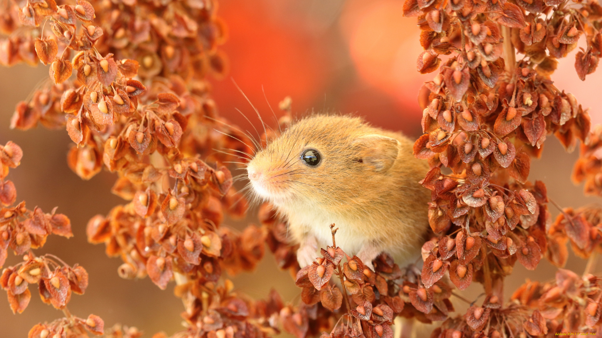 животные, крысы, , мыши, мышь