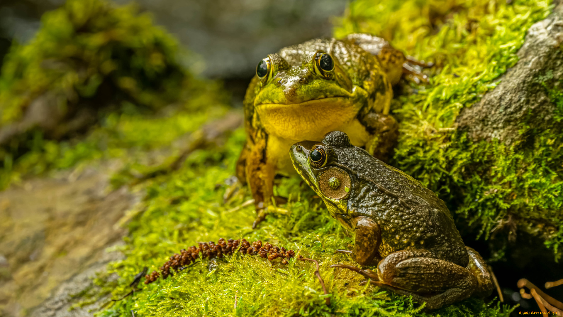 животные, лягушки