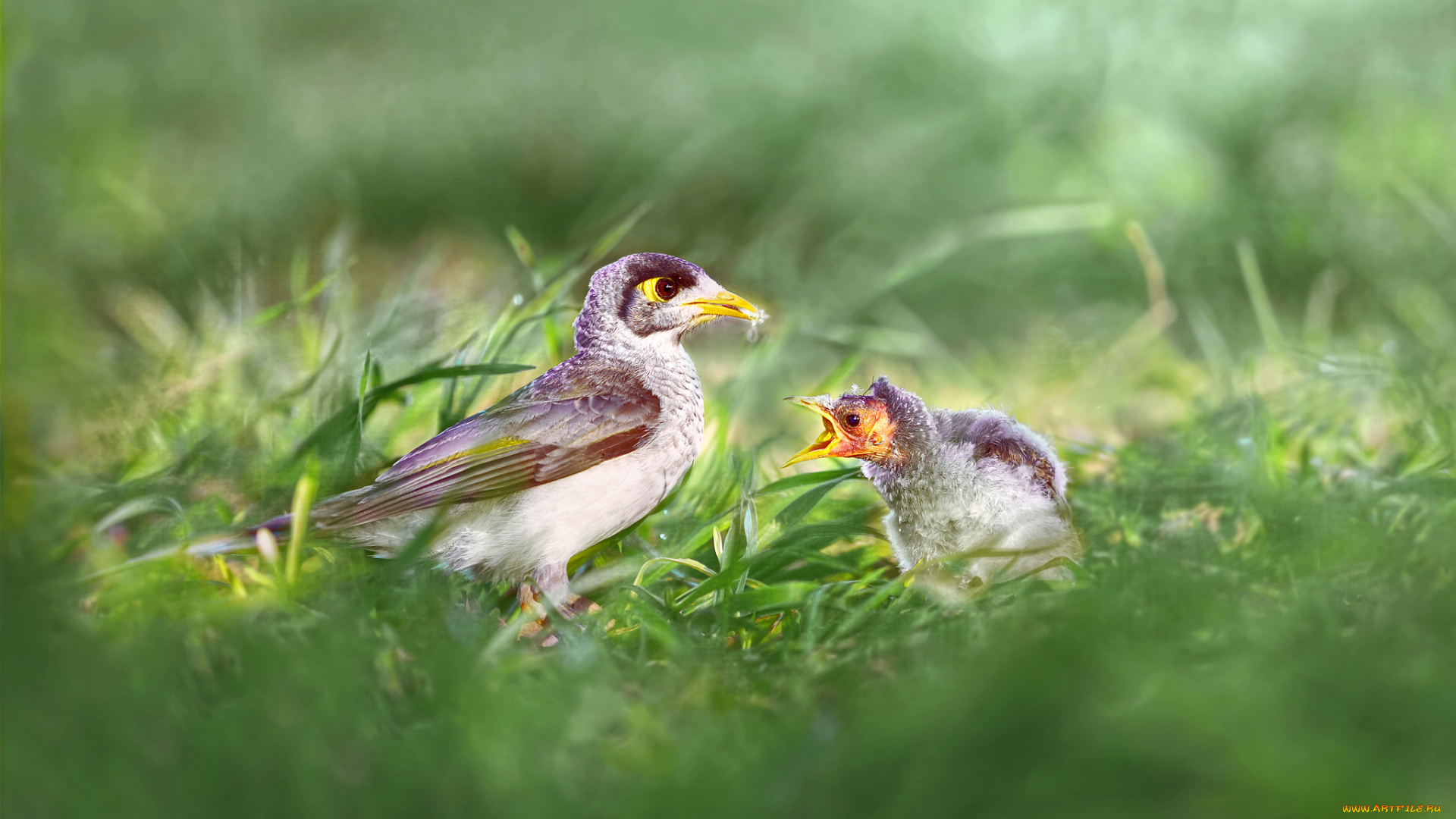 животные, птицы