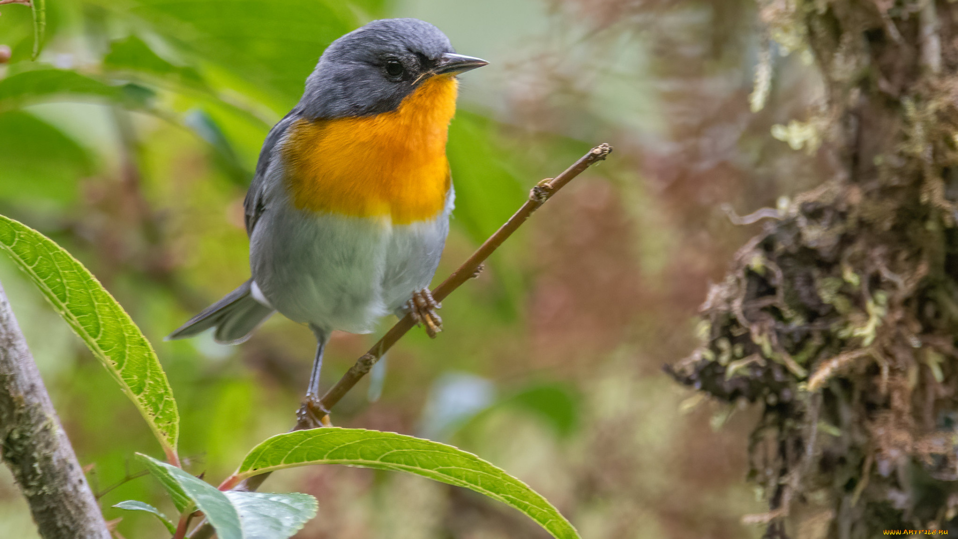 животные, птицы, птица