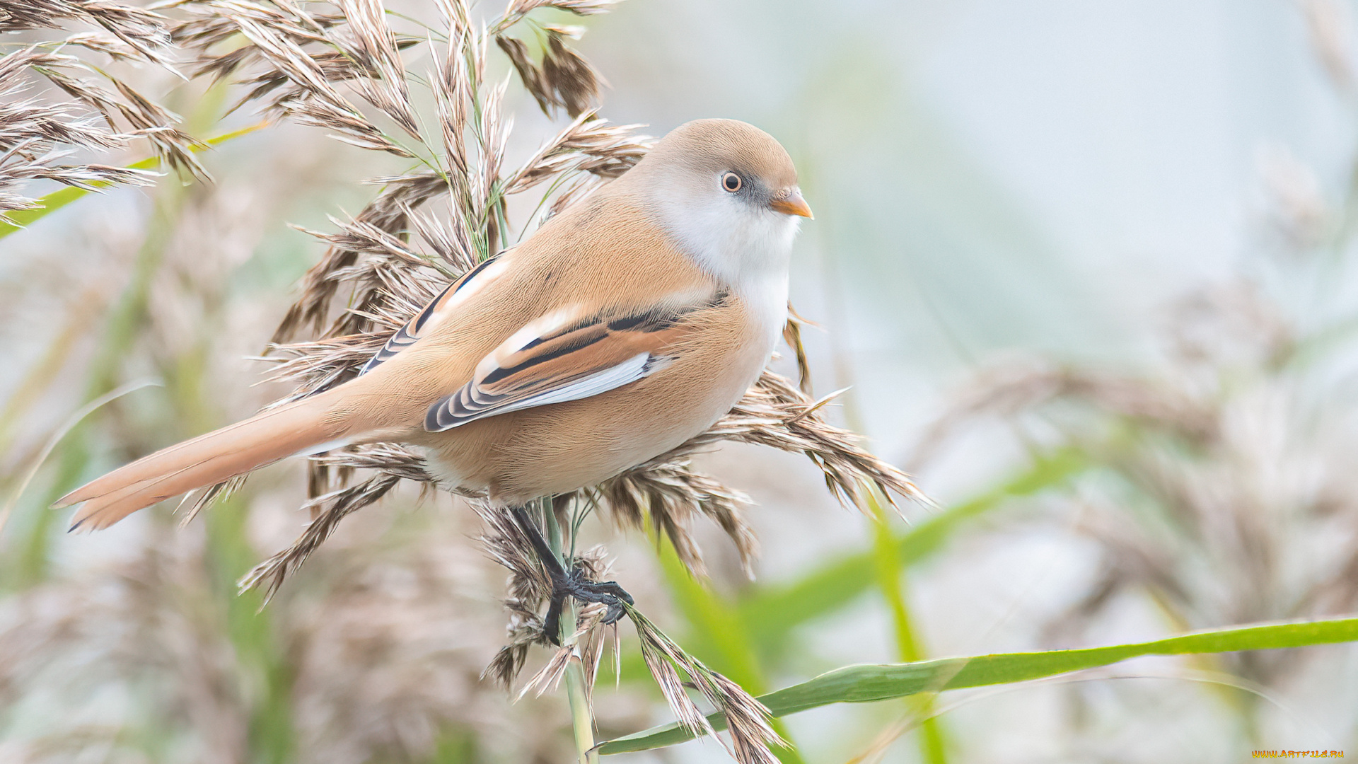 животные, синицы, , лазоревки, птица