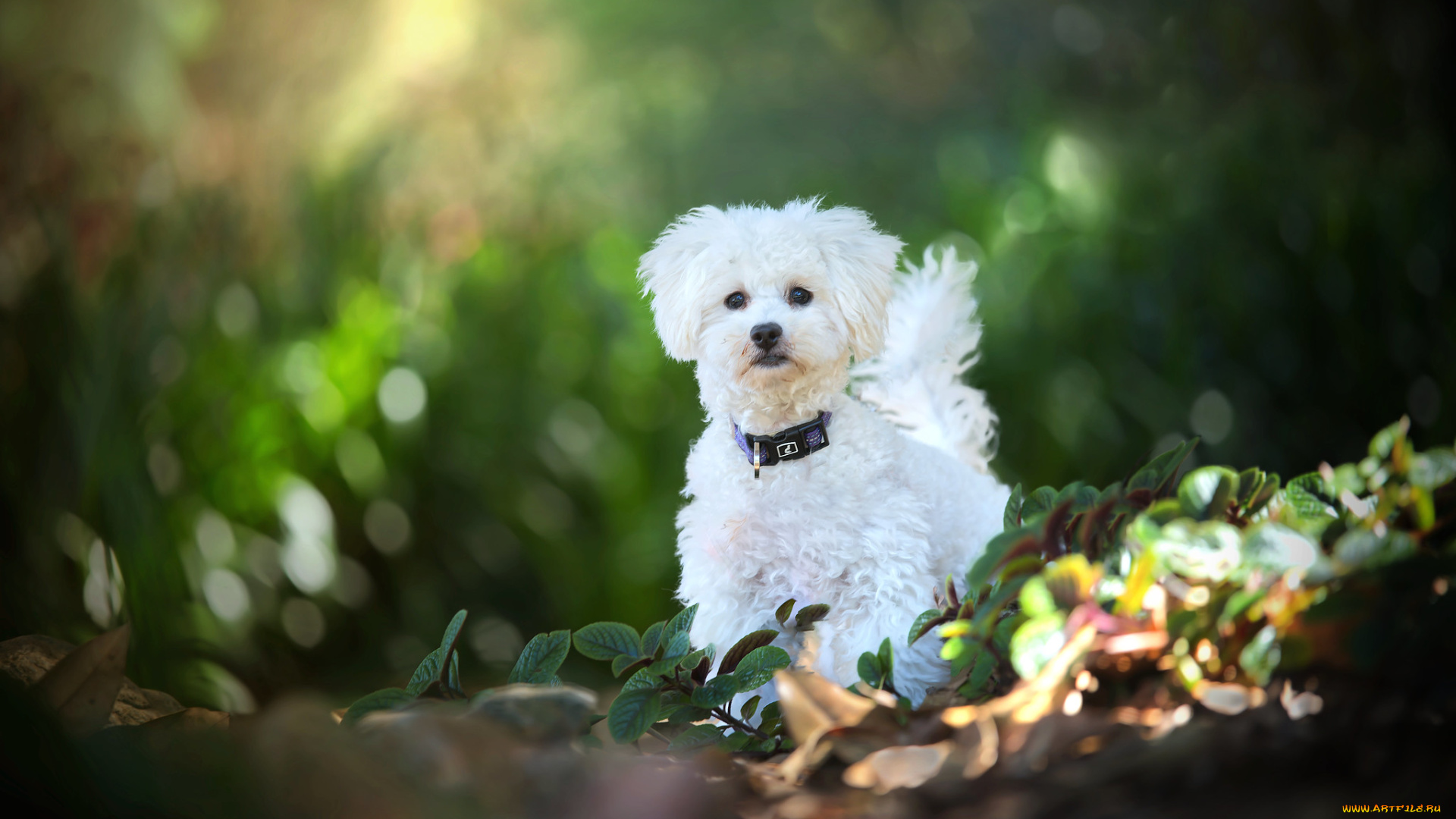 животные, собаки, собака