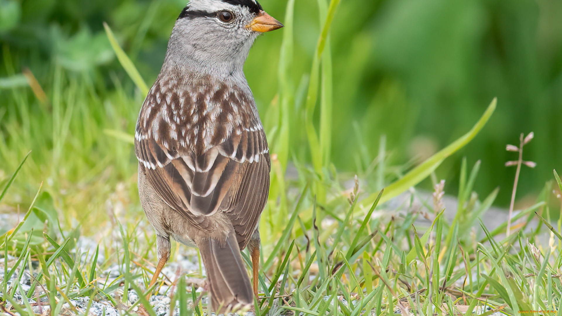 животные, воробьи, птица