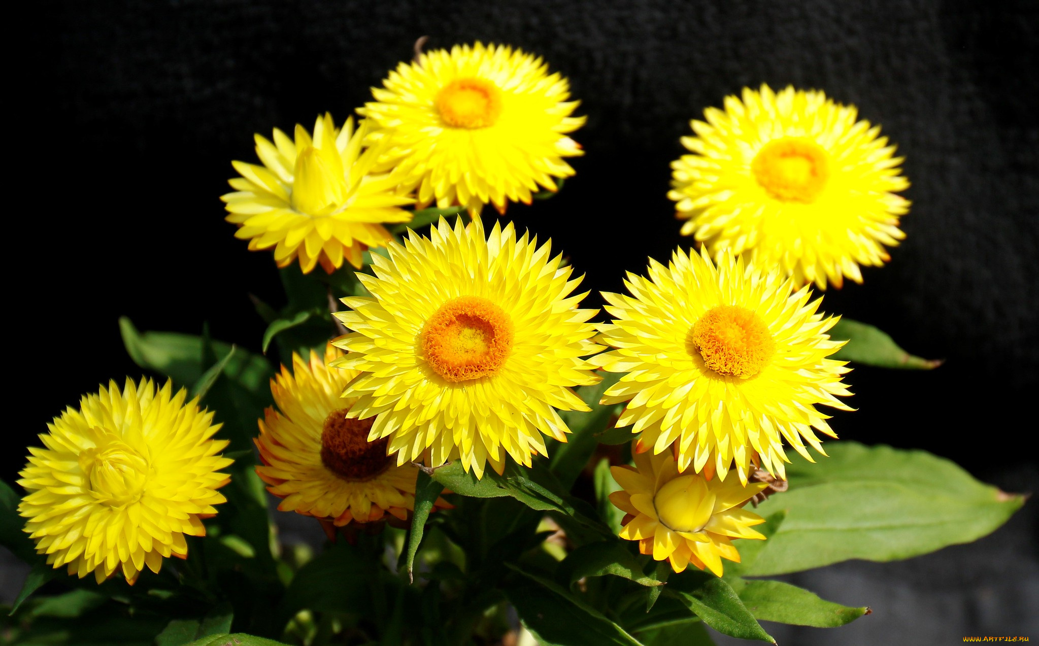 цветы, бессмертник, жёлтые
