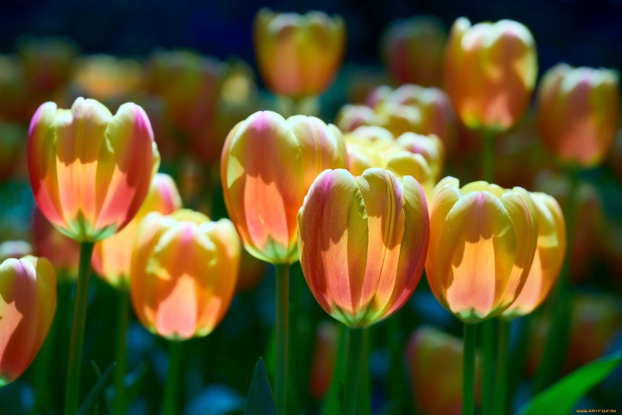 цветы, тюльпаны