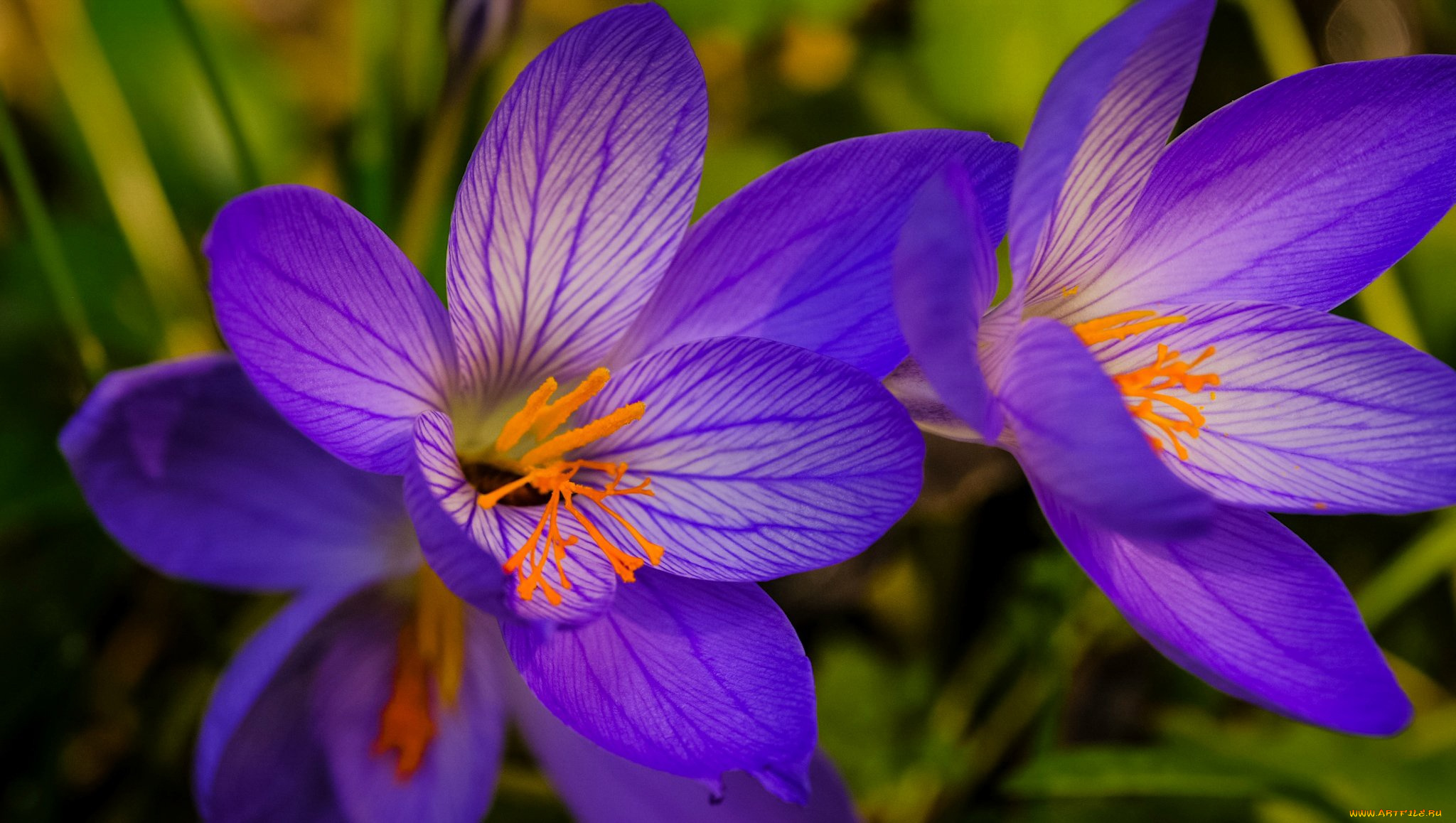 цветы, крокусы, весна