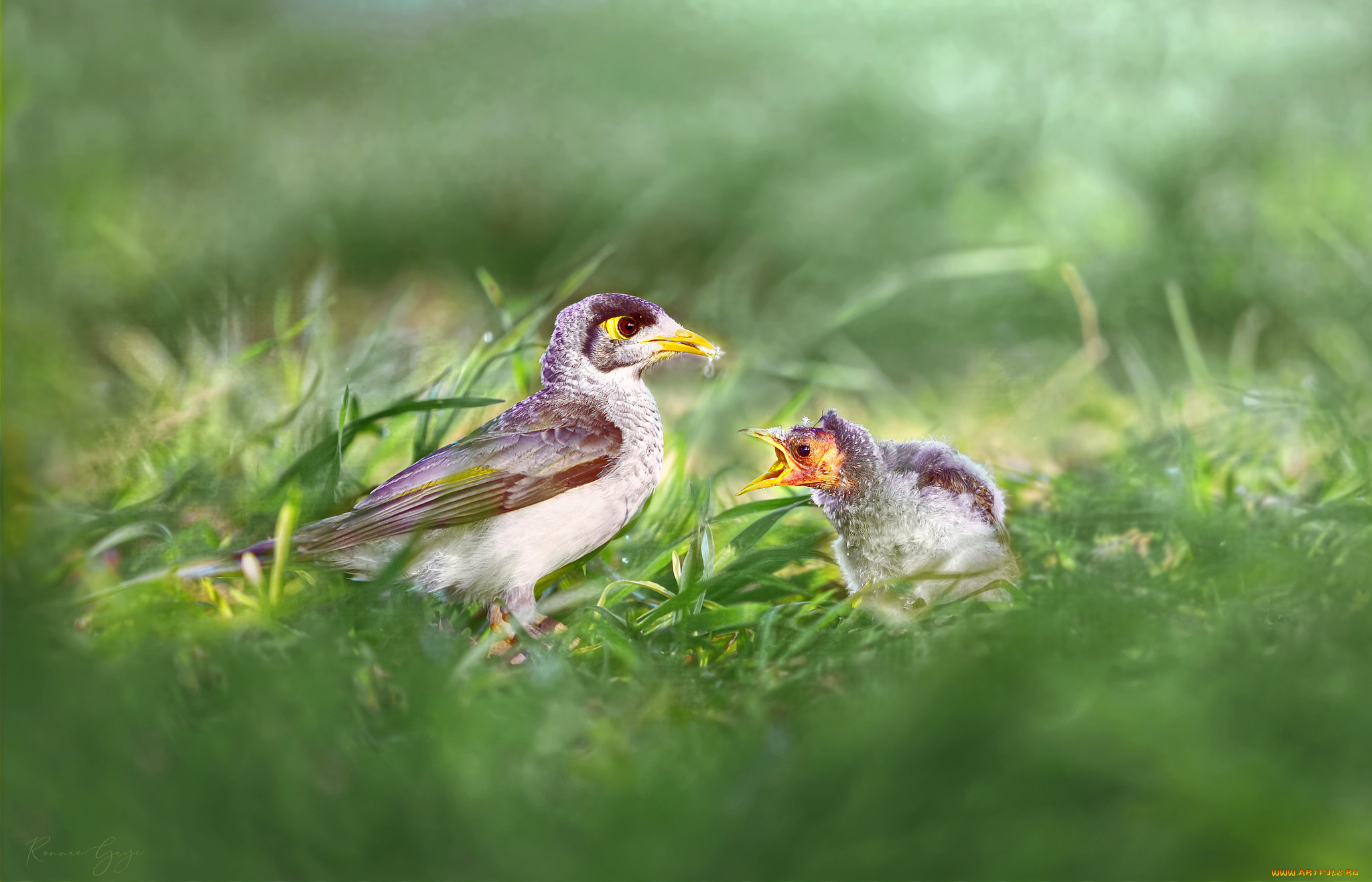 животные, птицы