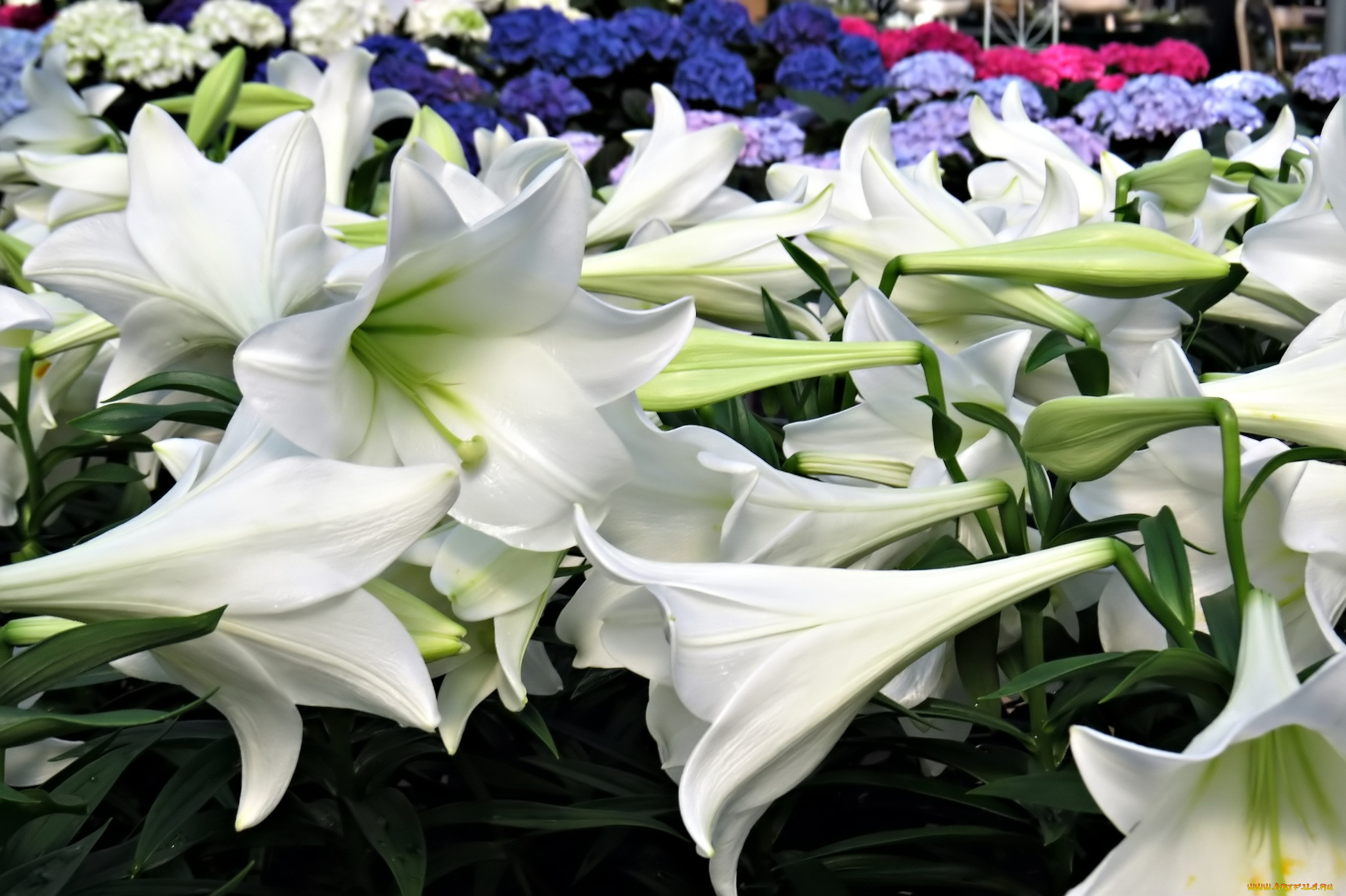 цветы, лилии, , лилейники