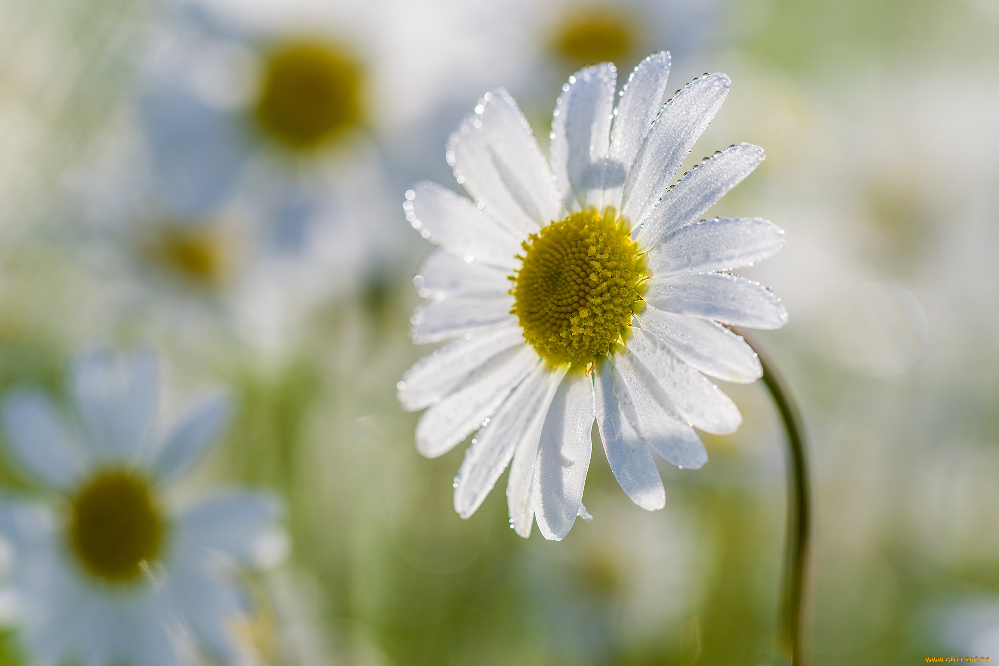цветы, ромашки, ромашка