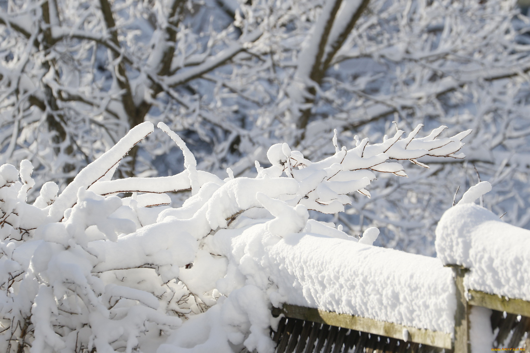 природа, зима, снег