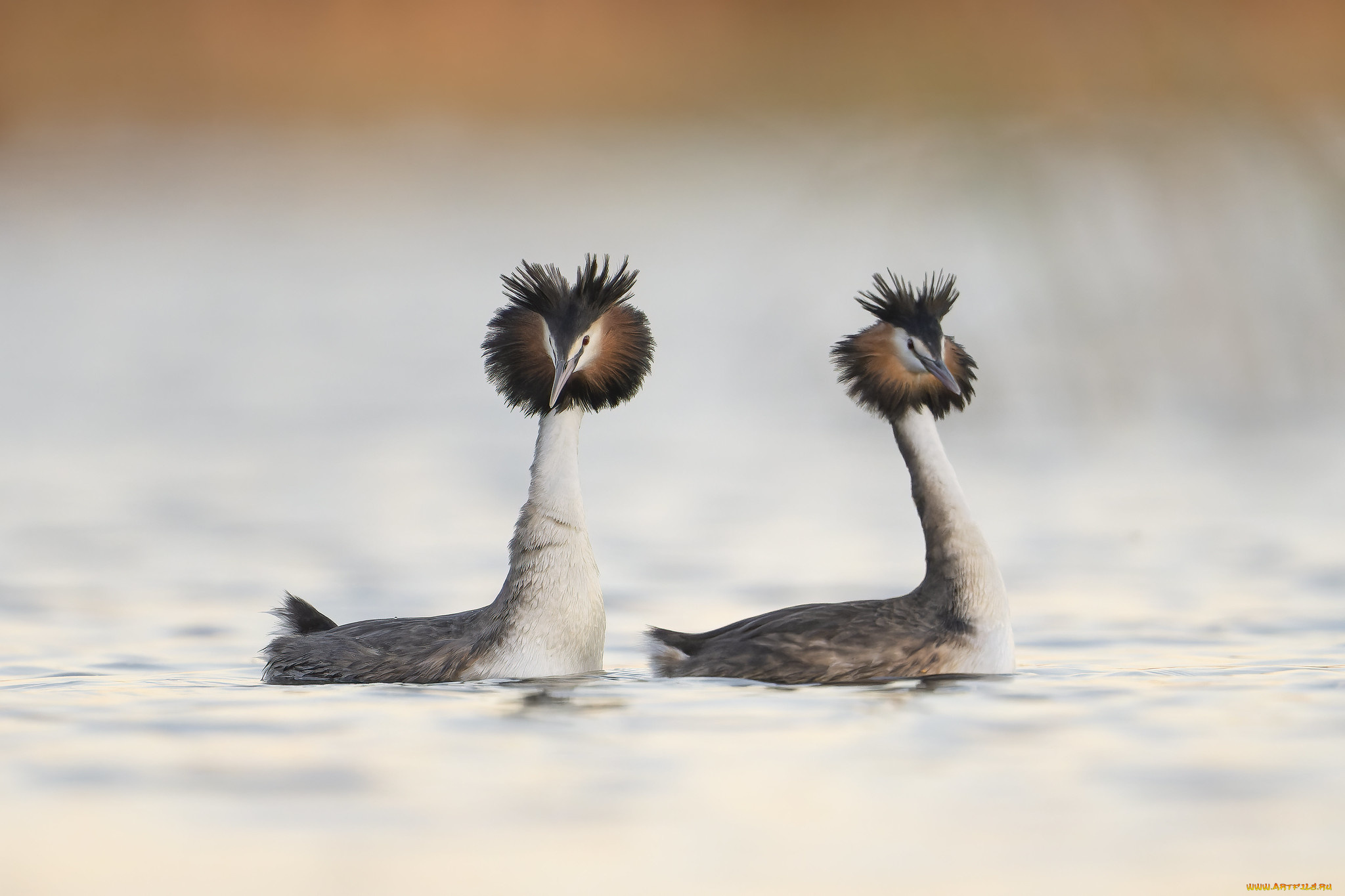 животные, чомги, , поганки, чомги