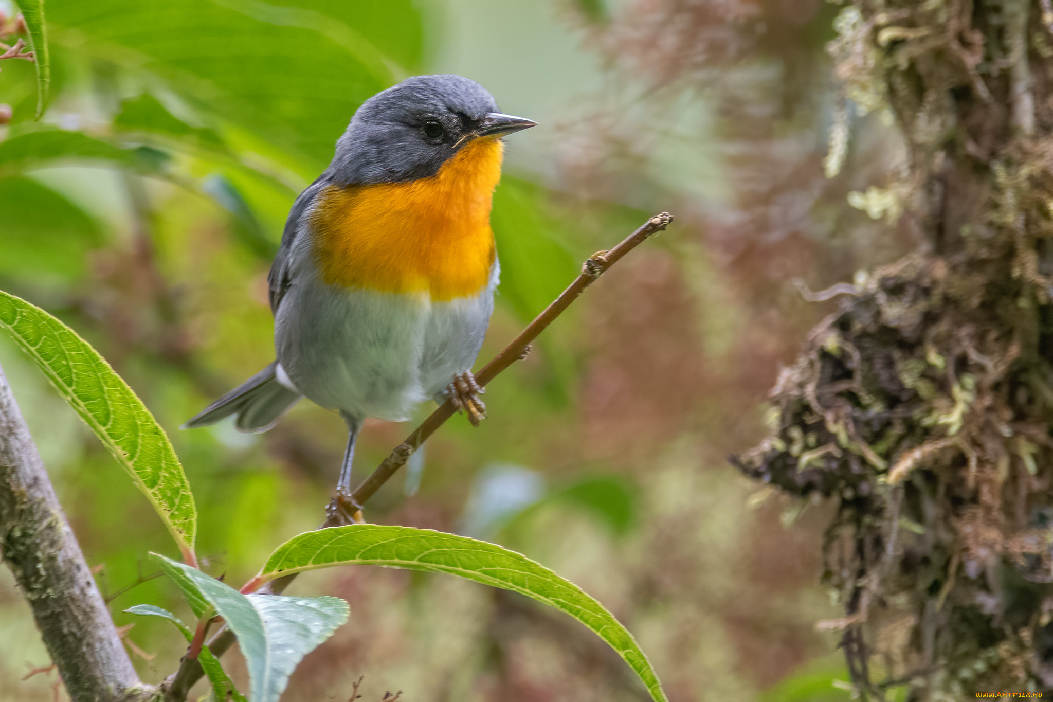 животные, птицы, птица