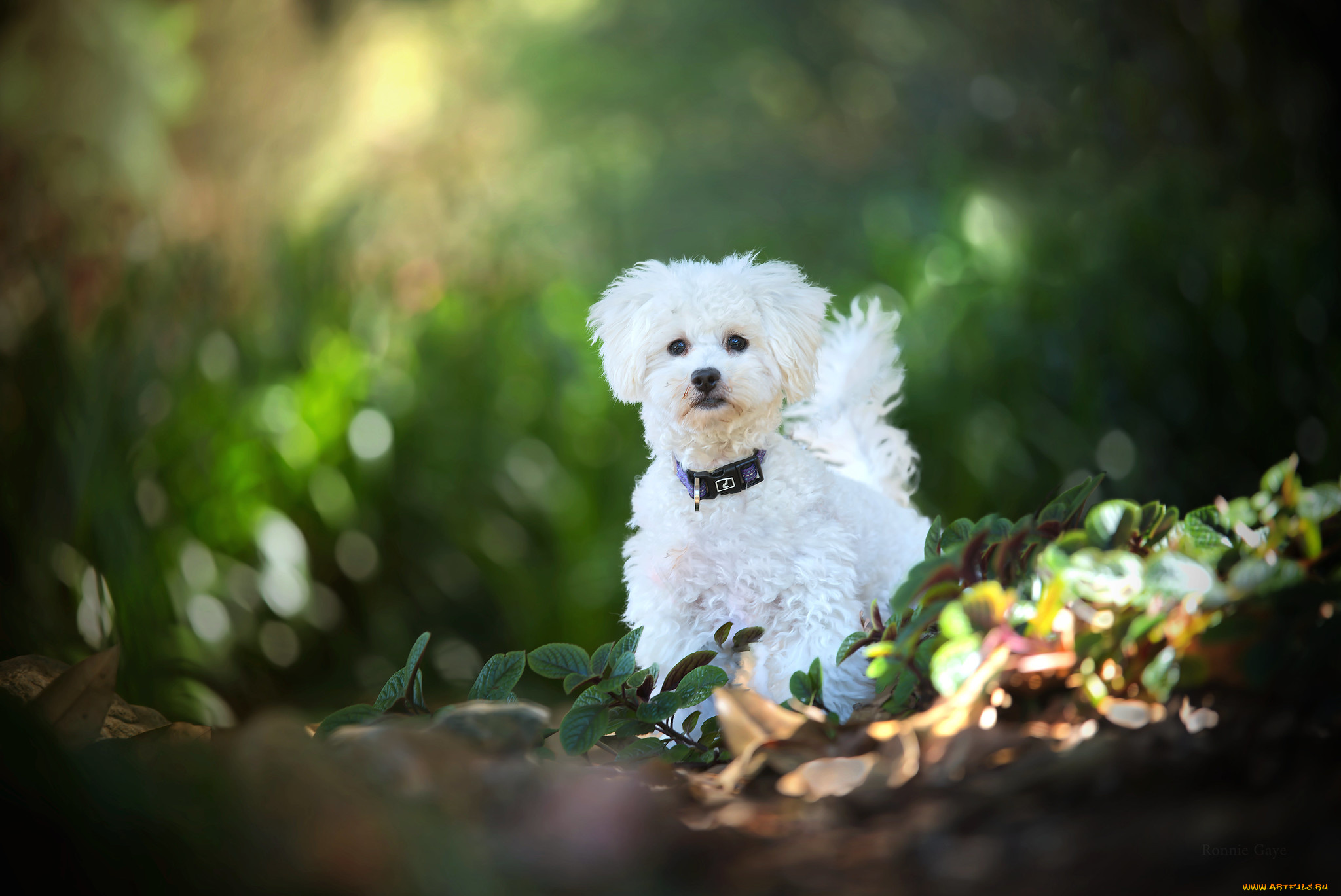 животные, собаки, собака