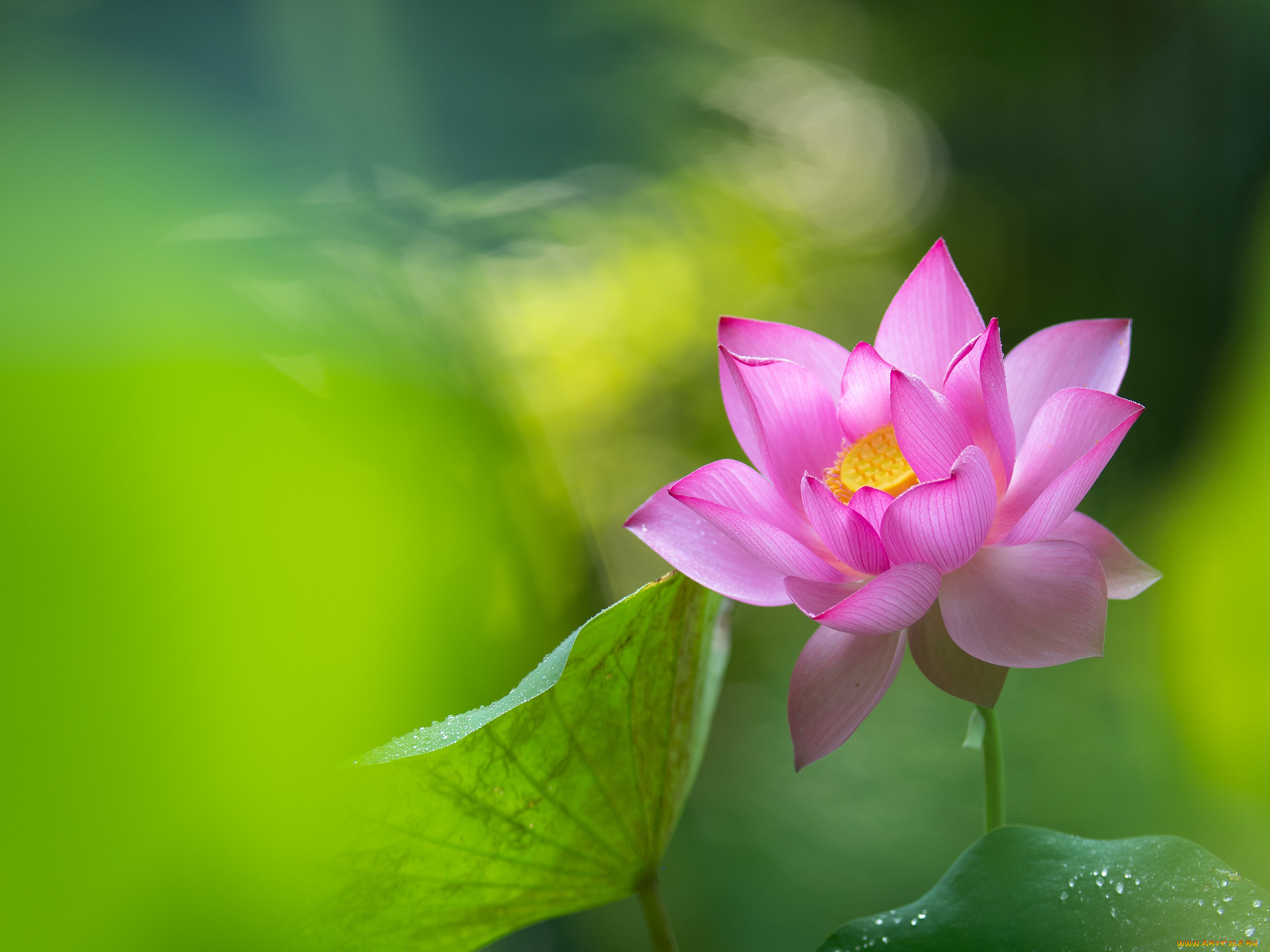 цветы, лотосы, лотос