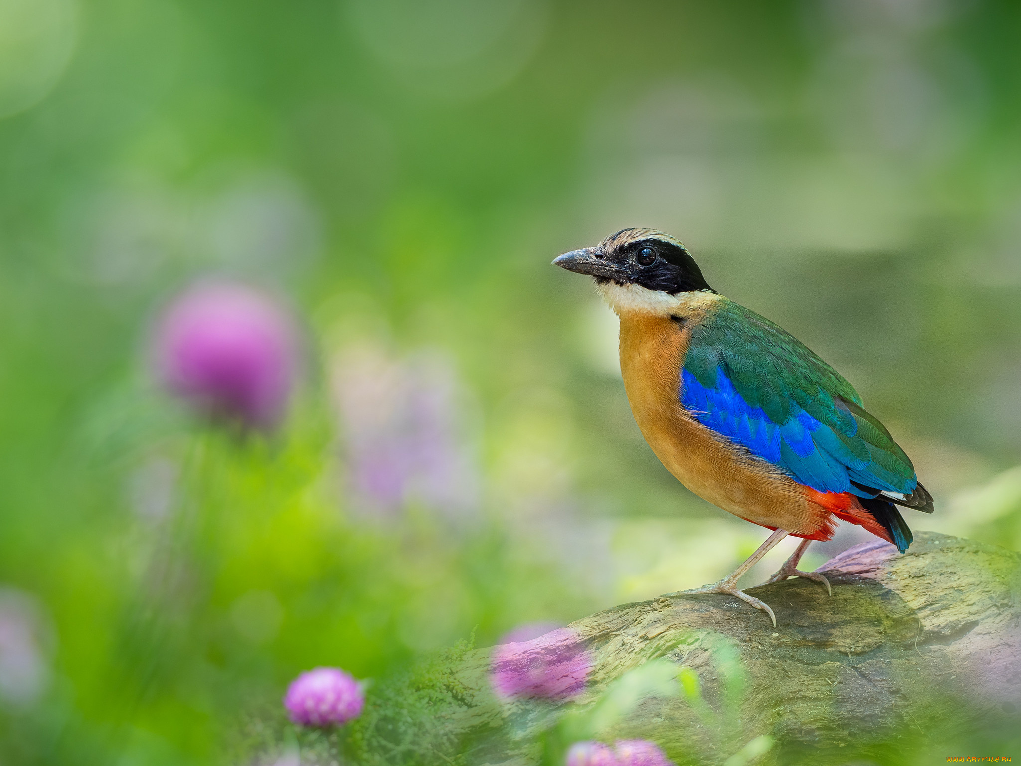 животные, питты, птица