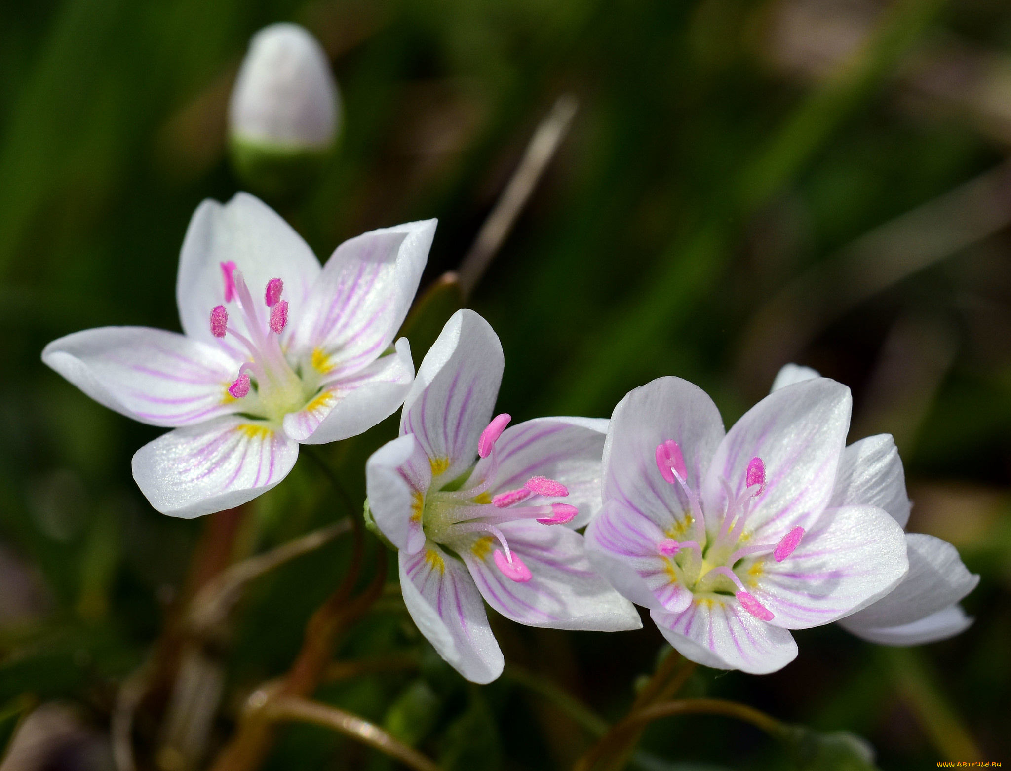 цветы, луговые, , полевые, , цветы