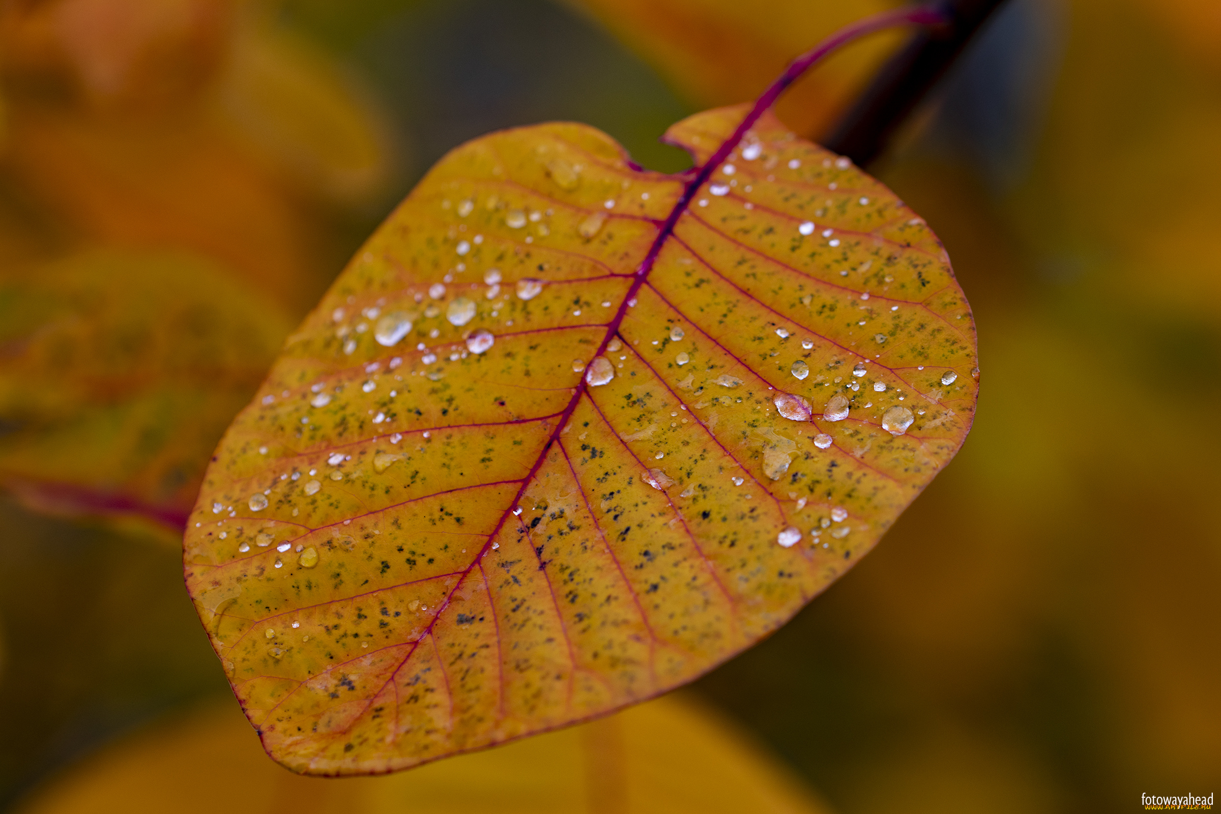 природа, листья, лист