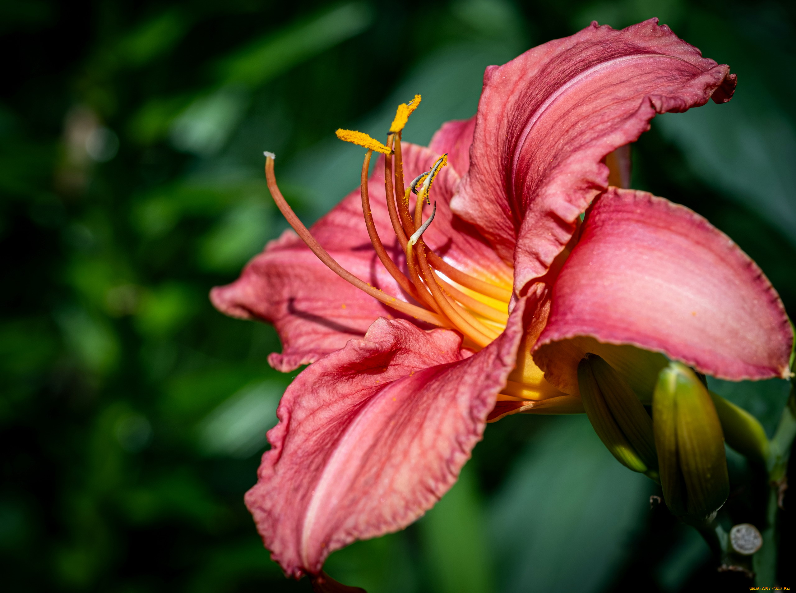 цветы, лилии, , лилейники, лилейник