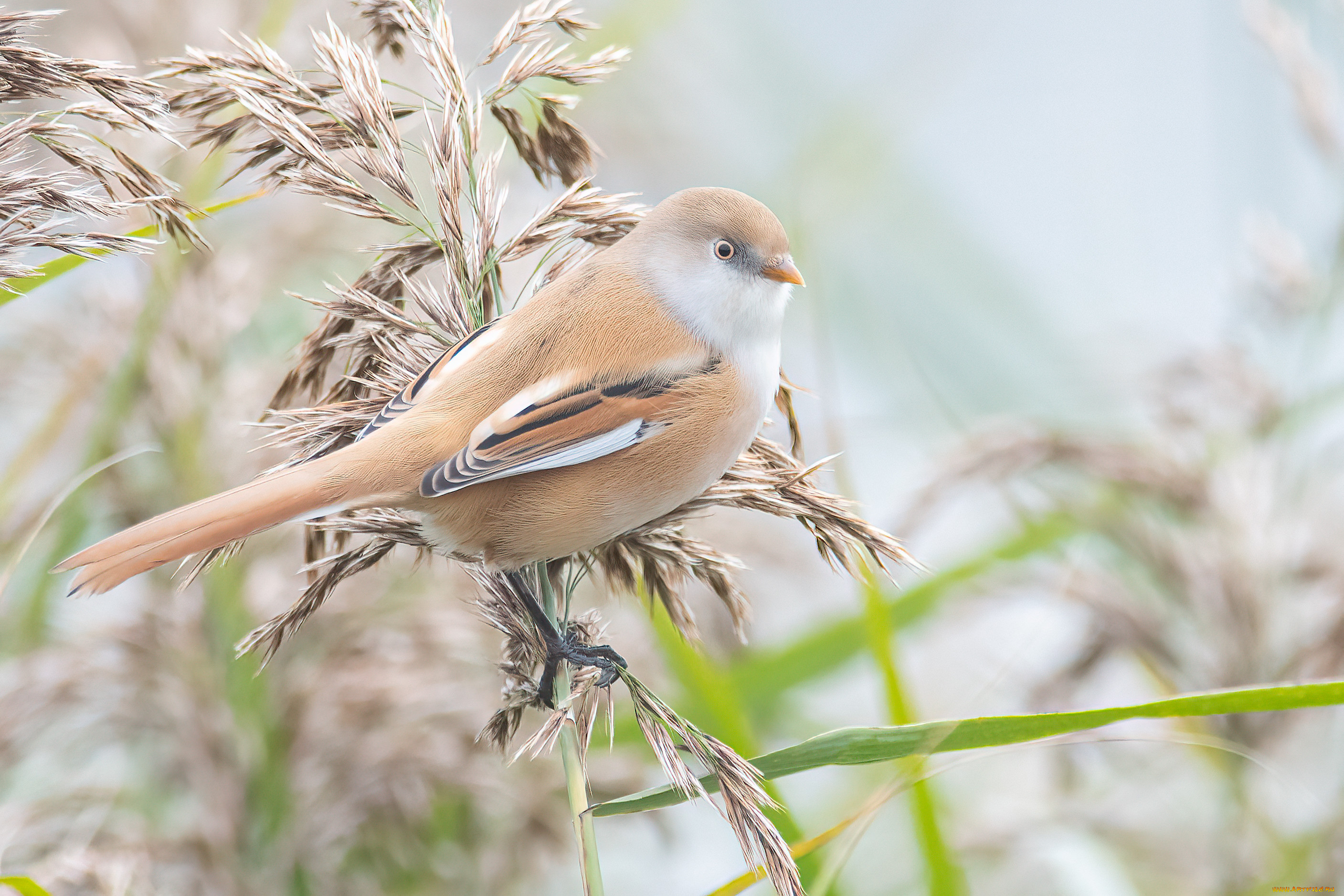 животные, синицы, , лазоревки, птица