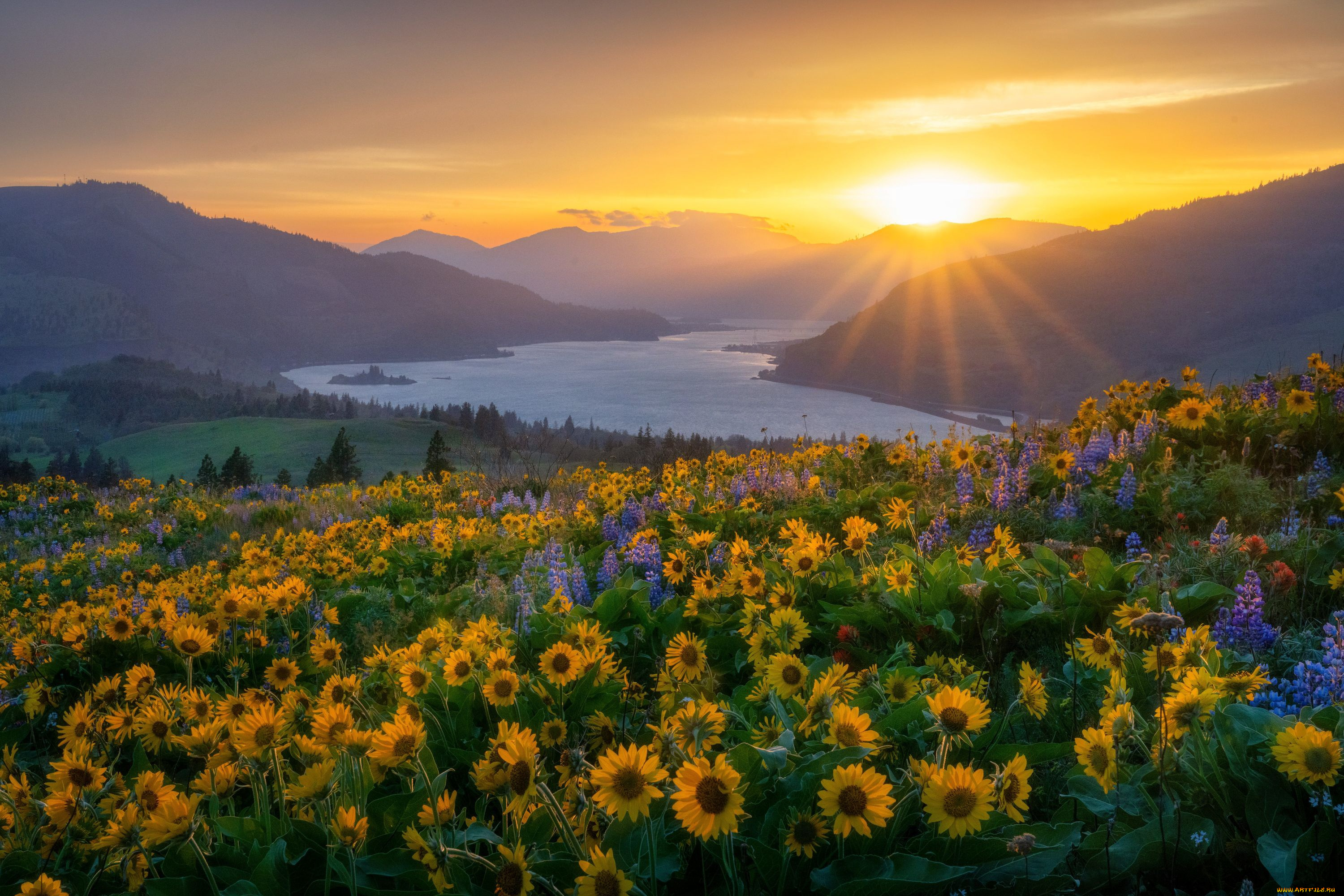природа, восходы, закаты, ущелье, реки, колумбия, река, подсолнухи