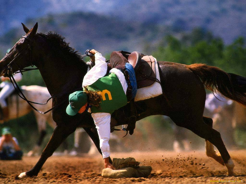 спорт, конный