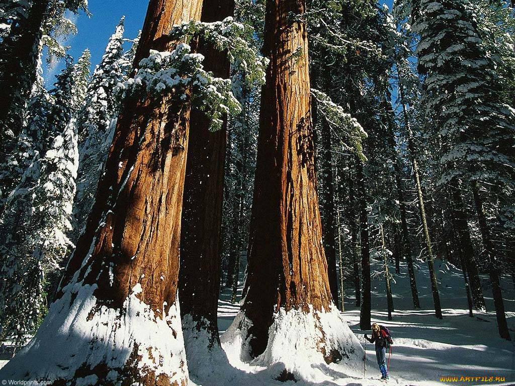 спорт, лыжный