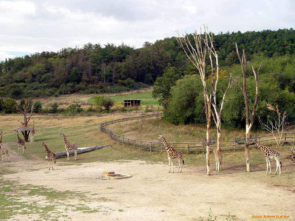 животные, жирафы