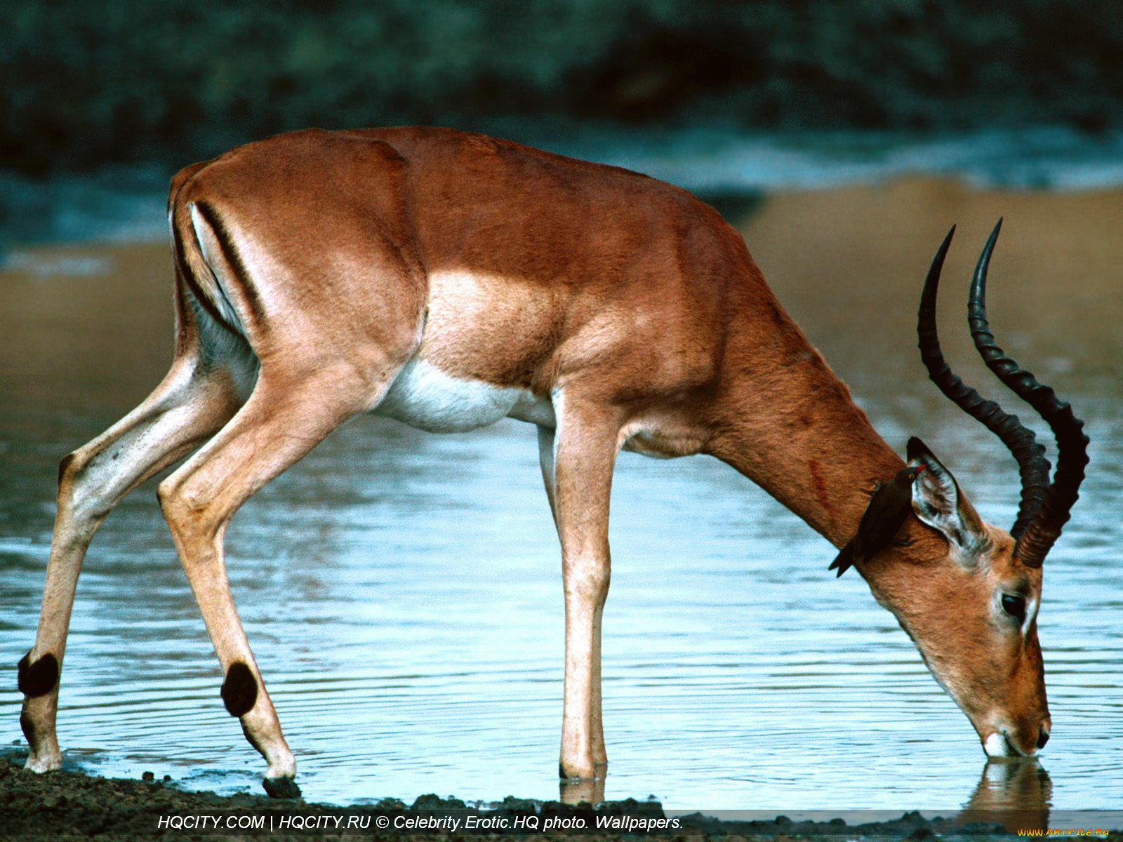 животные, антилопы