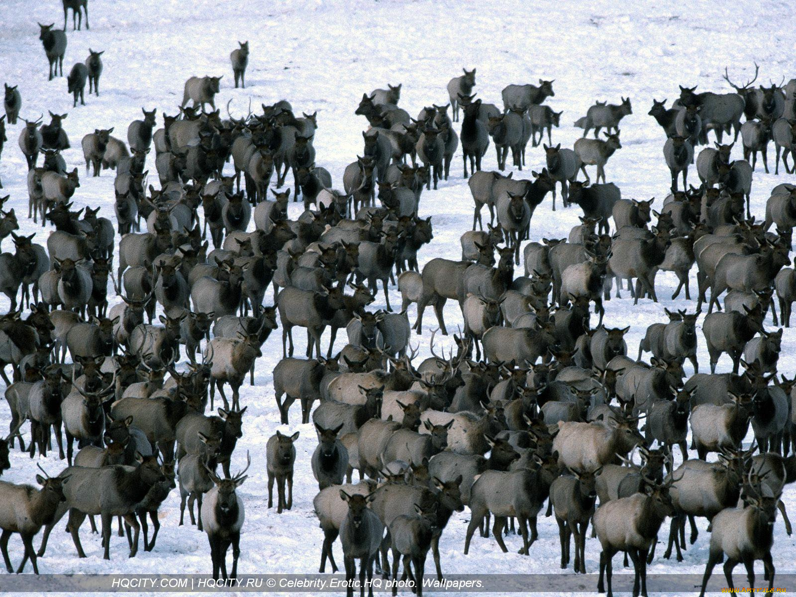 животные, олени