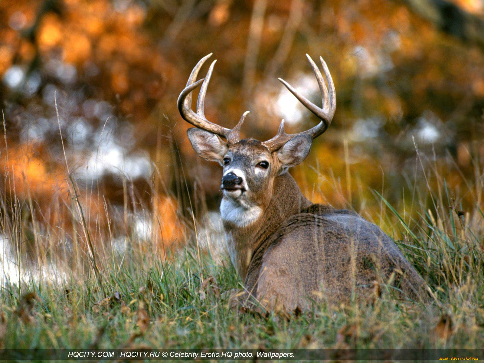 животные, олени