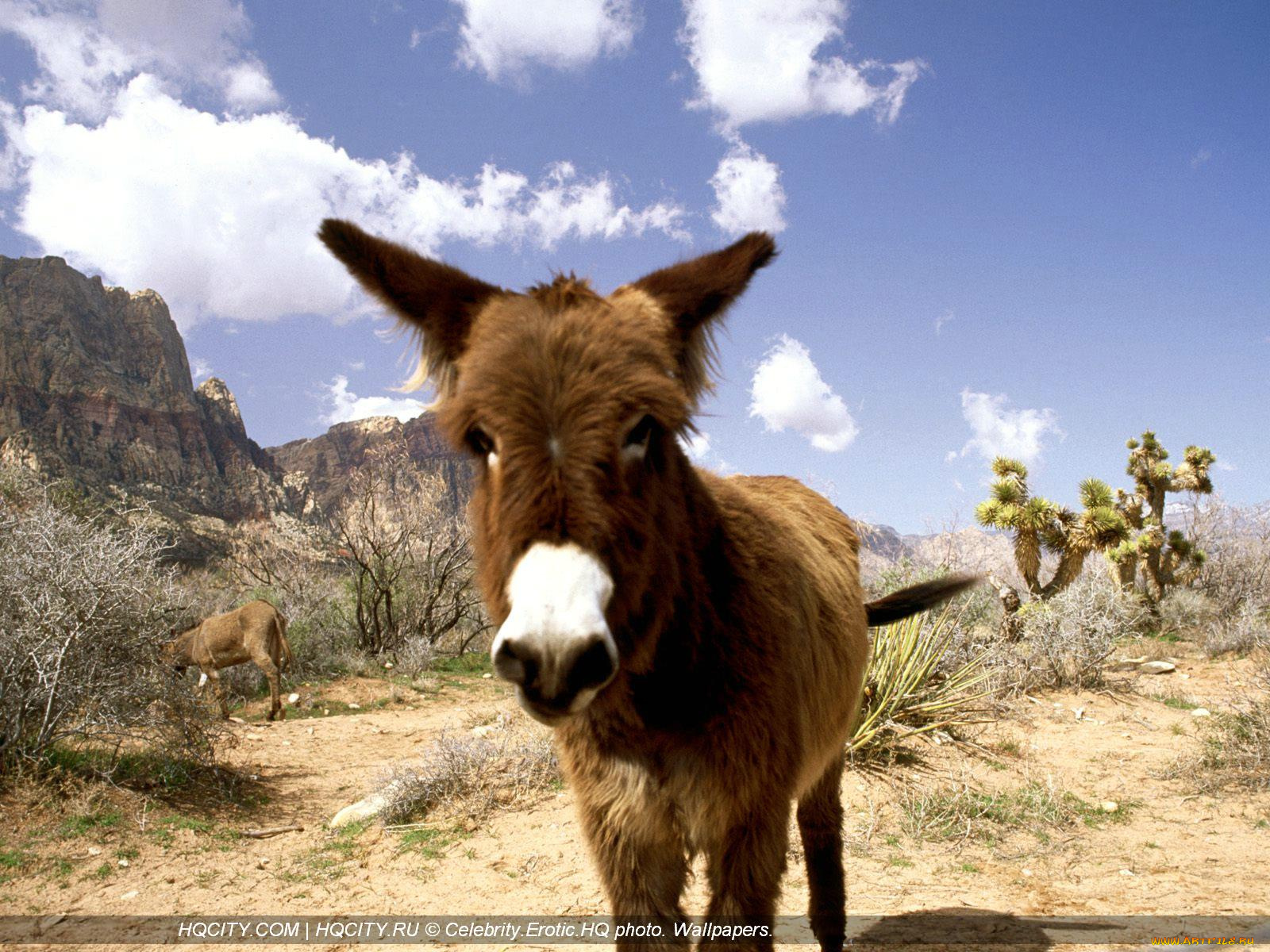 животные, ослы