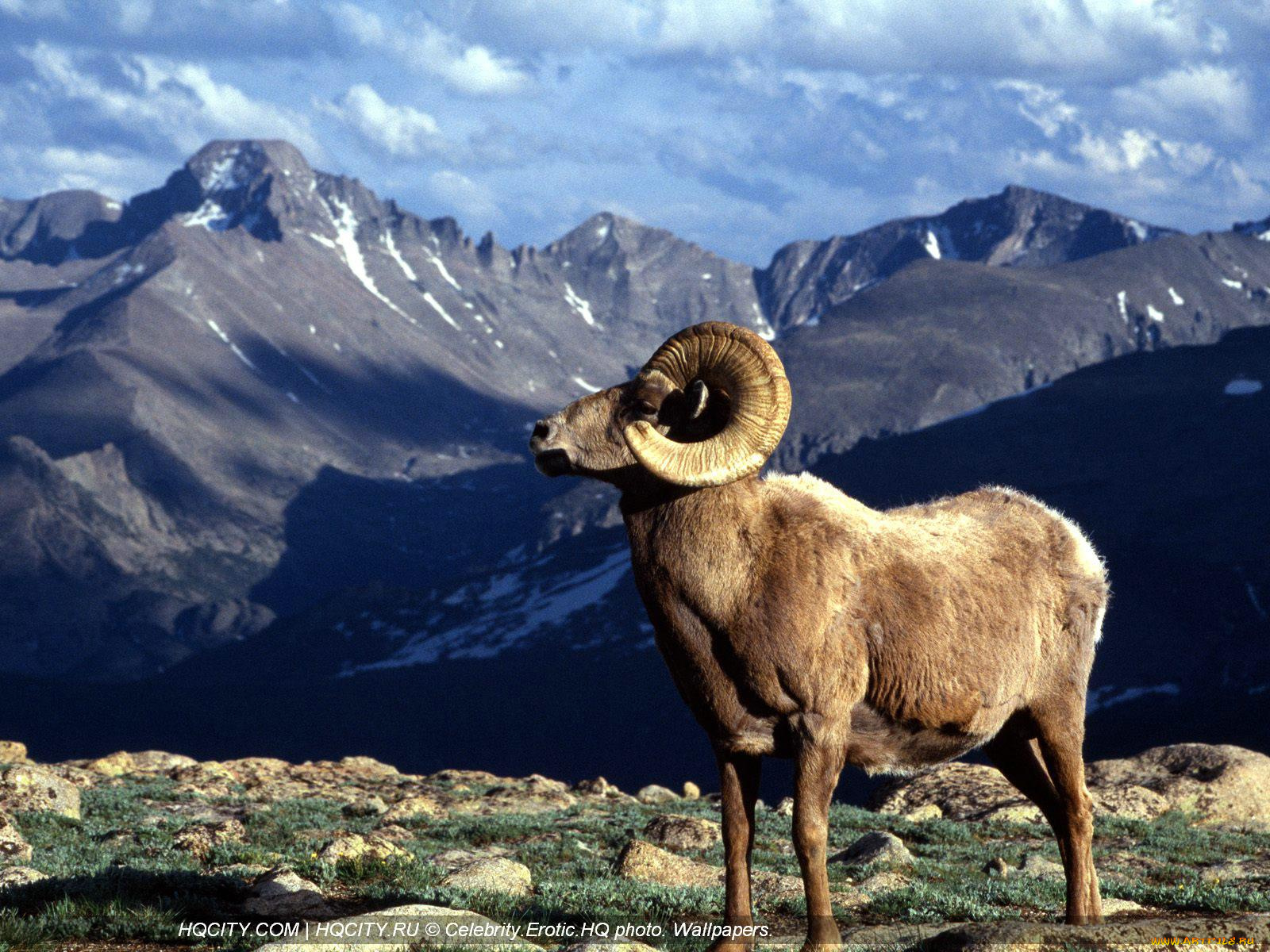 животные, овцы, бараны