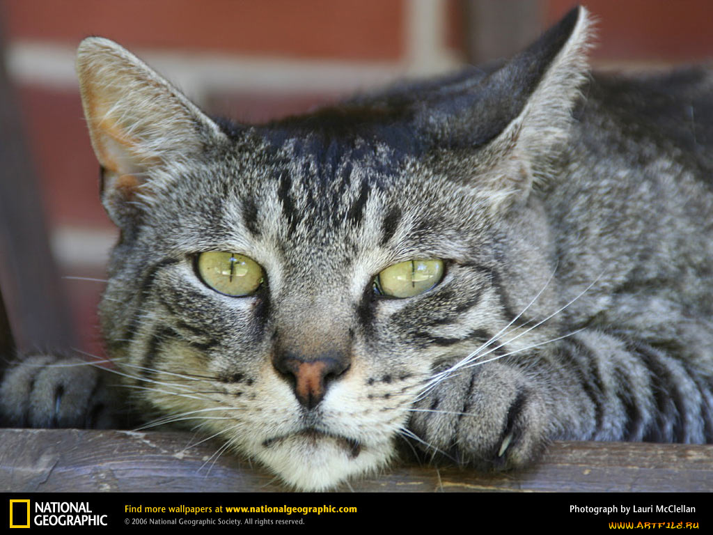 животные, коты