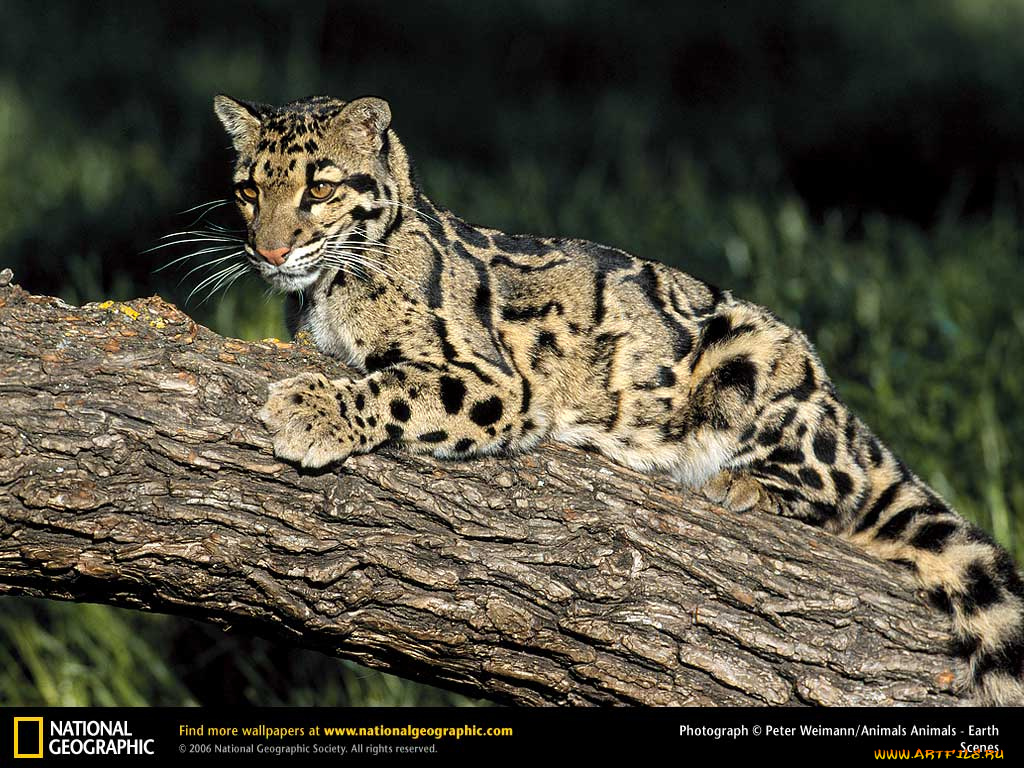 животные, леопарды