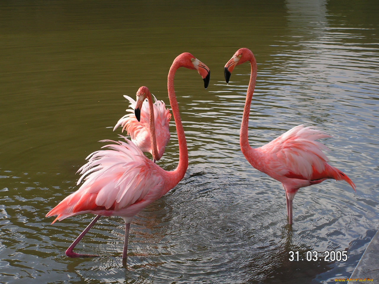животные, фламинго