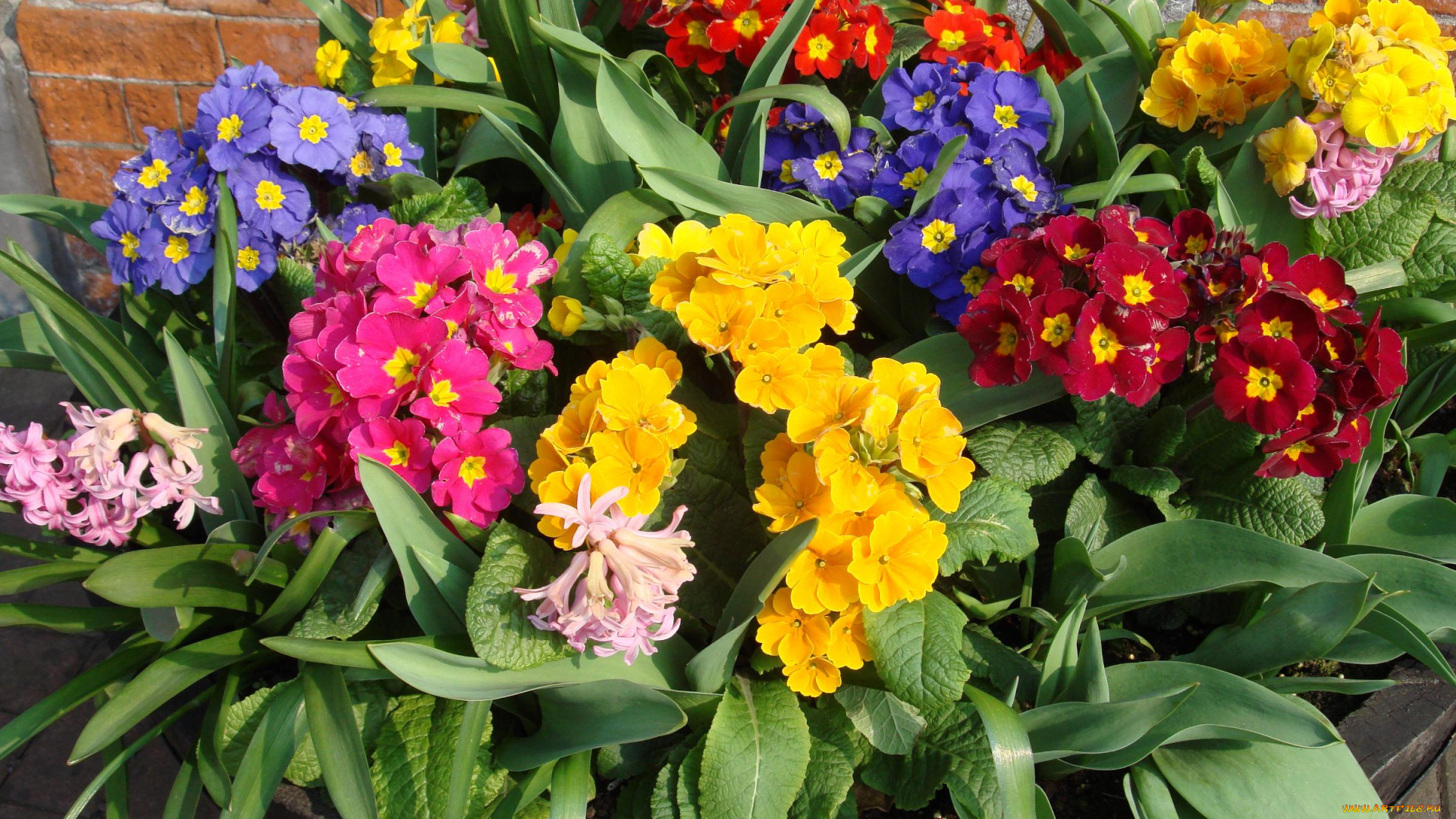 цветы, разные, вместе