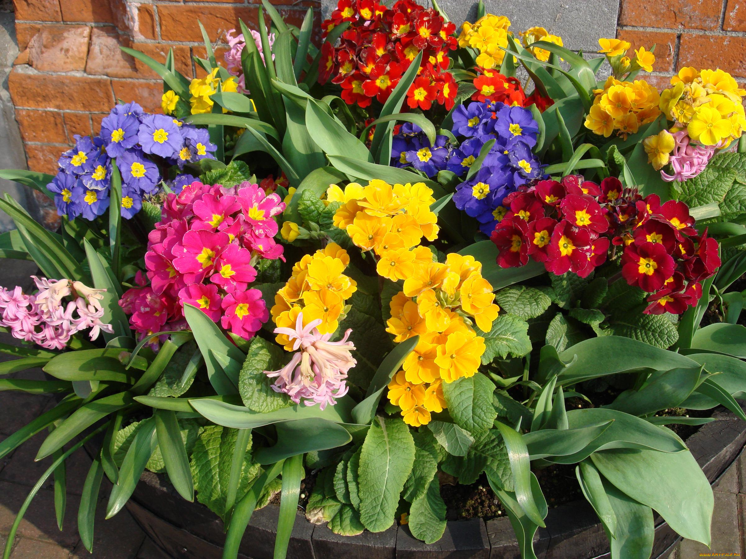 цветы, разные, вместе