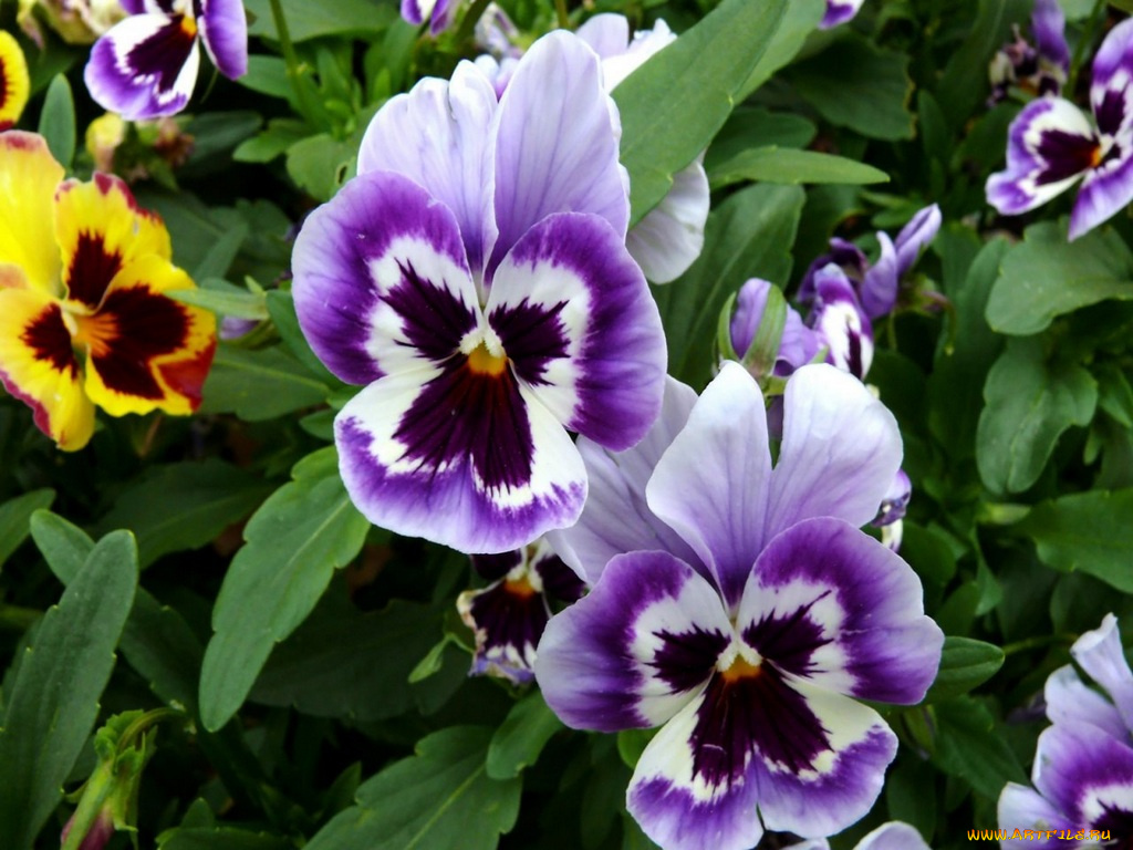 цветы, анютины, глазки, садовые, фиалки