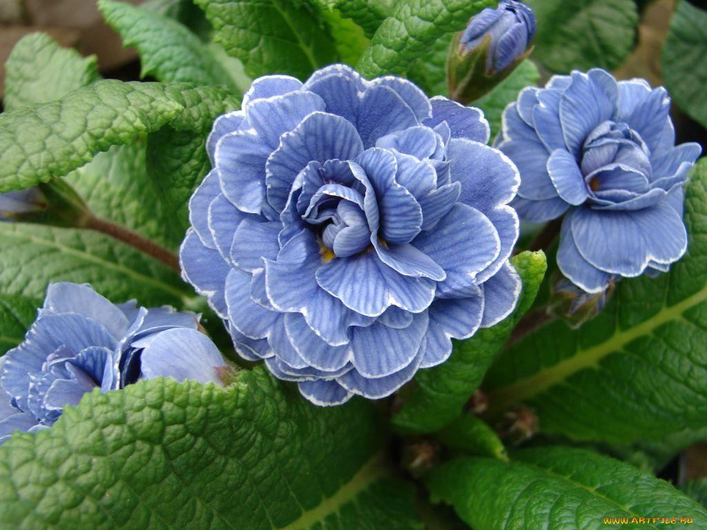 цветы, примулы