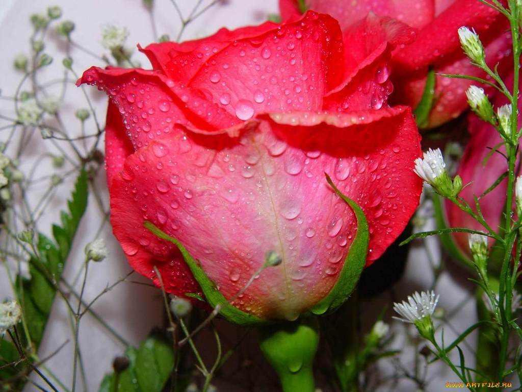 цветы, розы